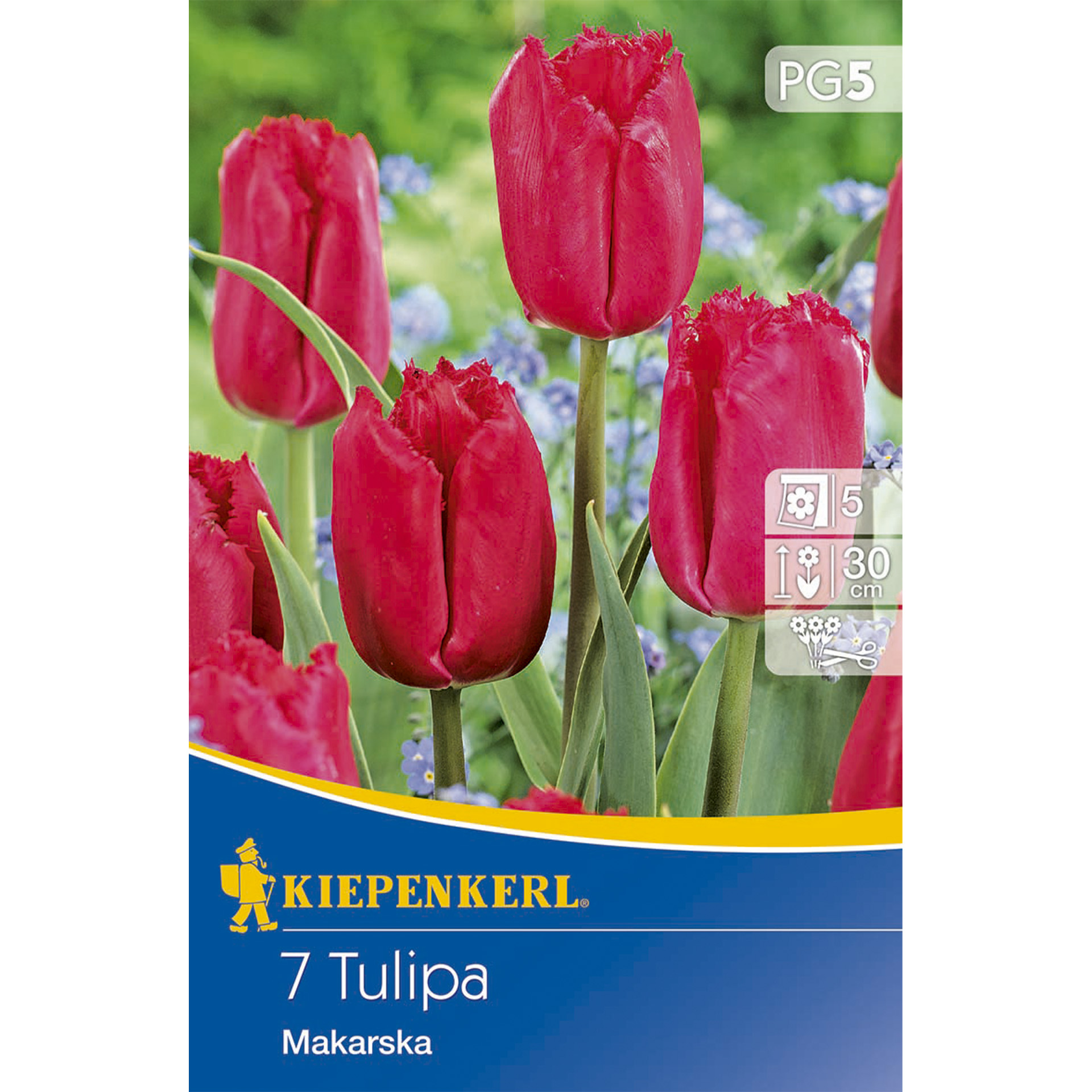 Tulpe mit leuchtend rosa-roten, gefransten Blütenblättern