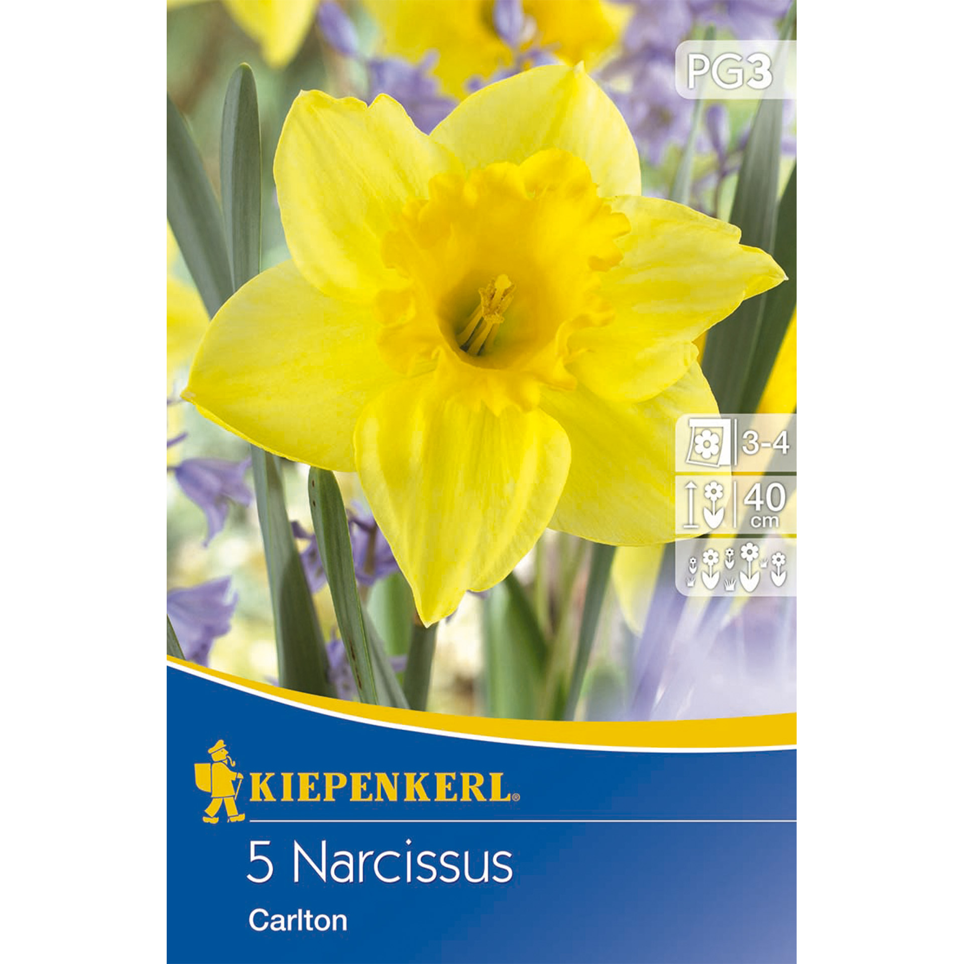 Gelbe Narzisse Carlton Herbstblumenzwiebeln, blüht im Frühjahr