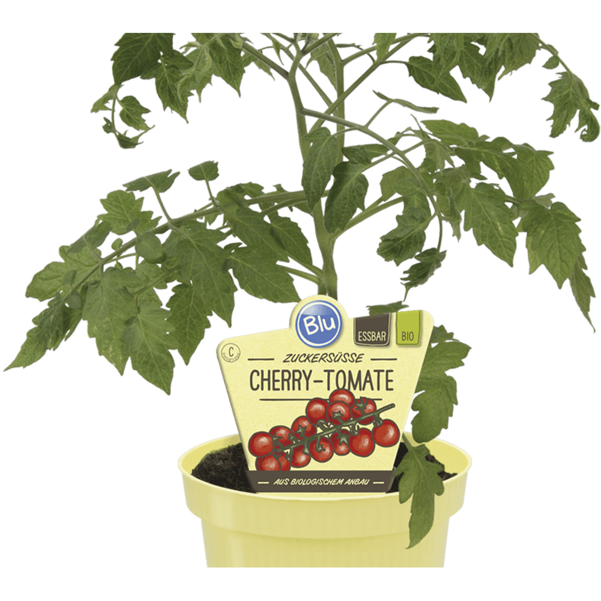 Cherry-Tomate im Pflanztopf mit Pflanzenstecker