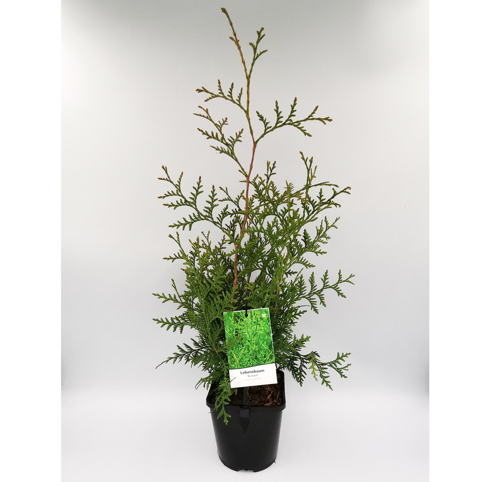 Thuja / Lebensbaum - Thuja occidentalis 'Brabant', C1,5 20-30cm