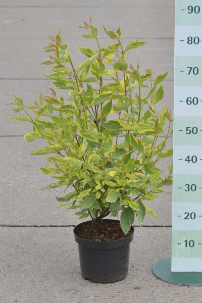 Hartriegel-Cornus alba Spaethii