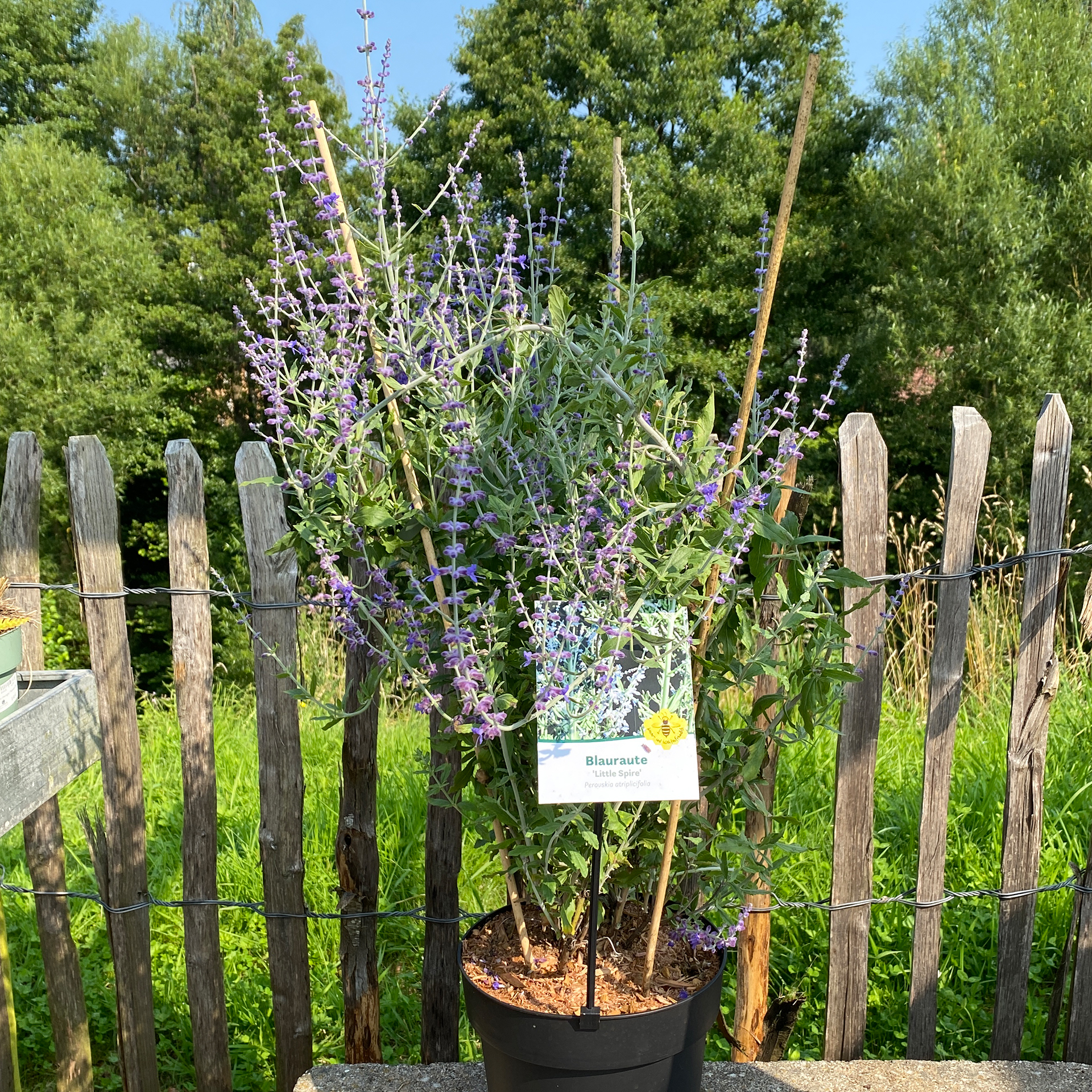Blauraute - Perovskia atriplicifolia 'Little Spire', C4,5 30-40cm