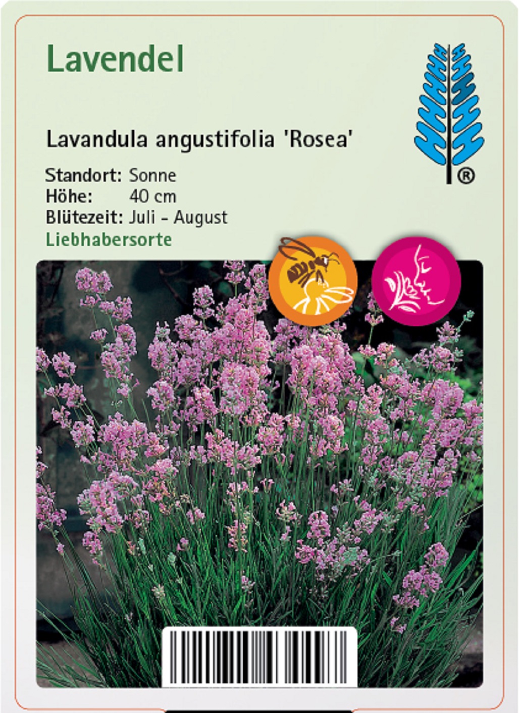 Lavendel - Lavandula angustifolia 'Rosea', 9cm Topf