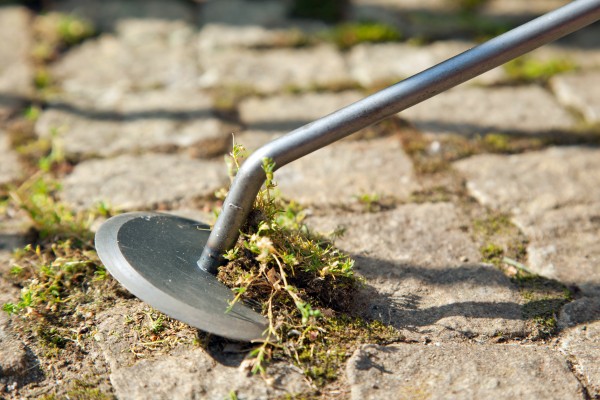 Gartendisk (Unkrautmesser) mit langem Eschengriff