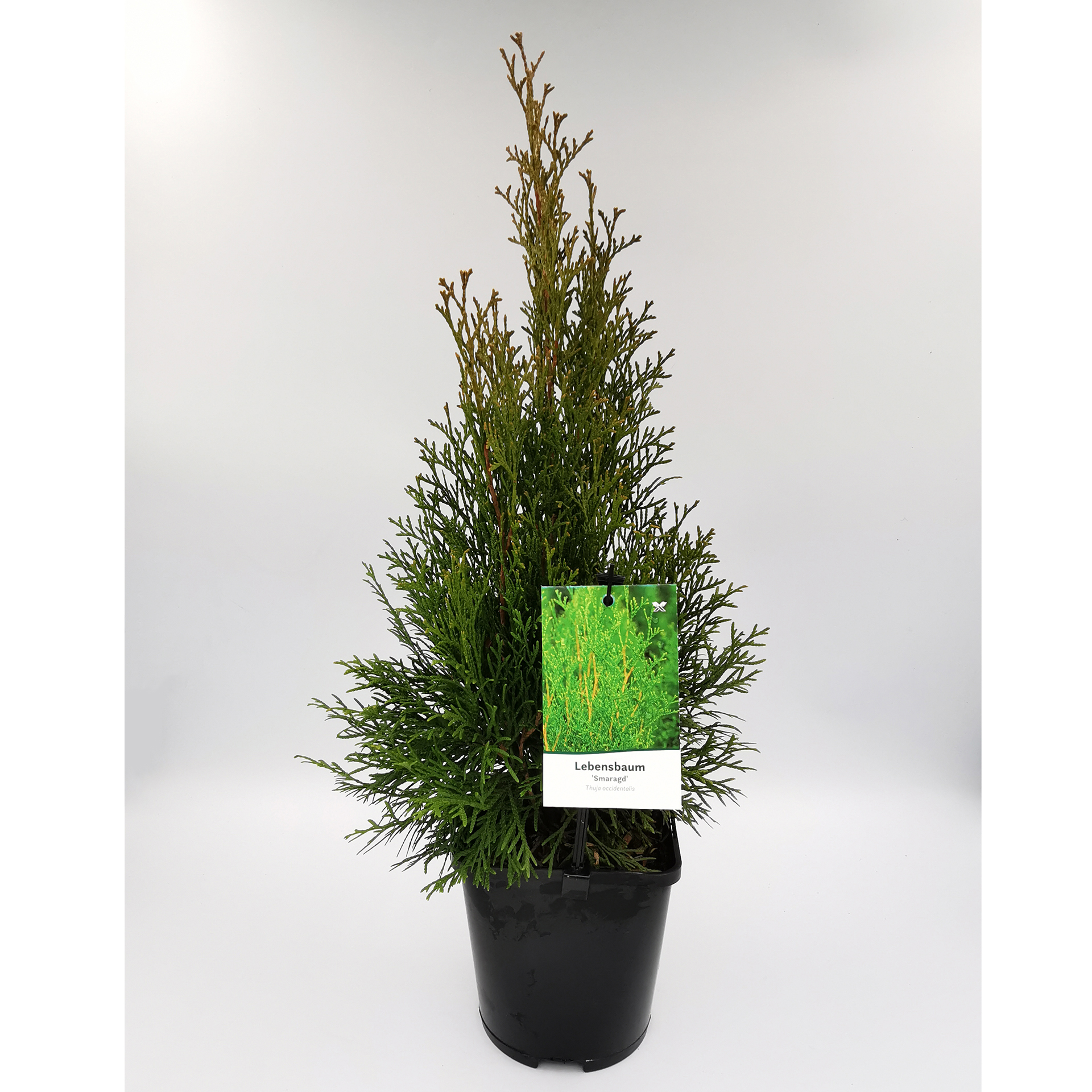 Thuja / Lebensbaum - Thuja occidentalis 'Smaragd', C1,5 20-30cm