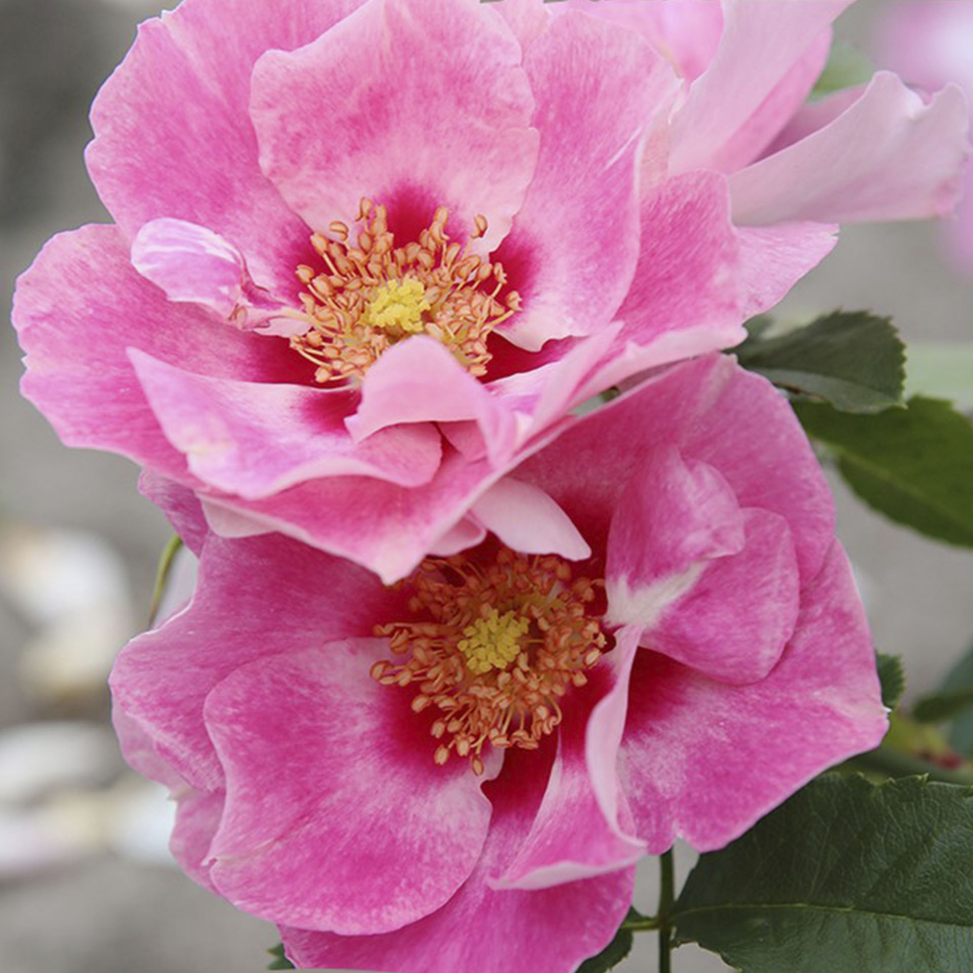 Landgefühl® Persische Rose - Rosa persica-Hybride 'Azita', C4,6