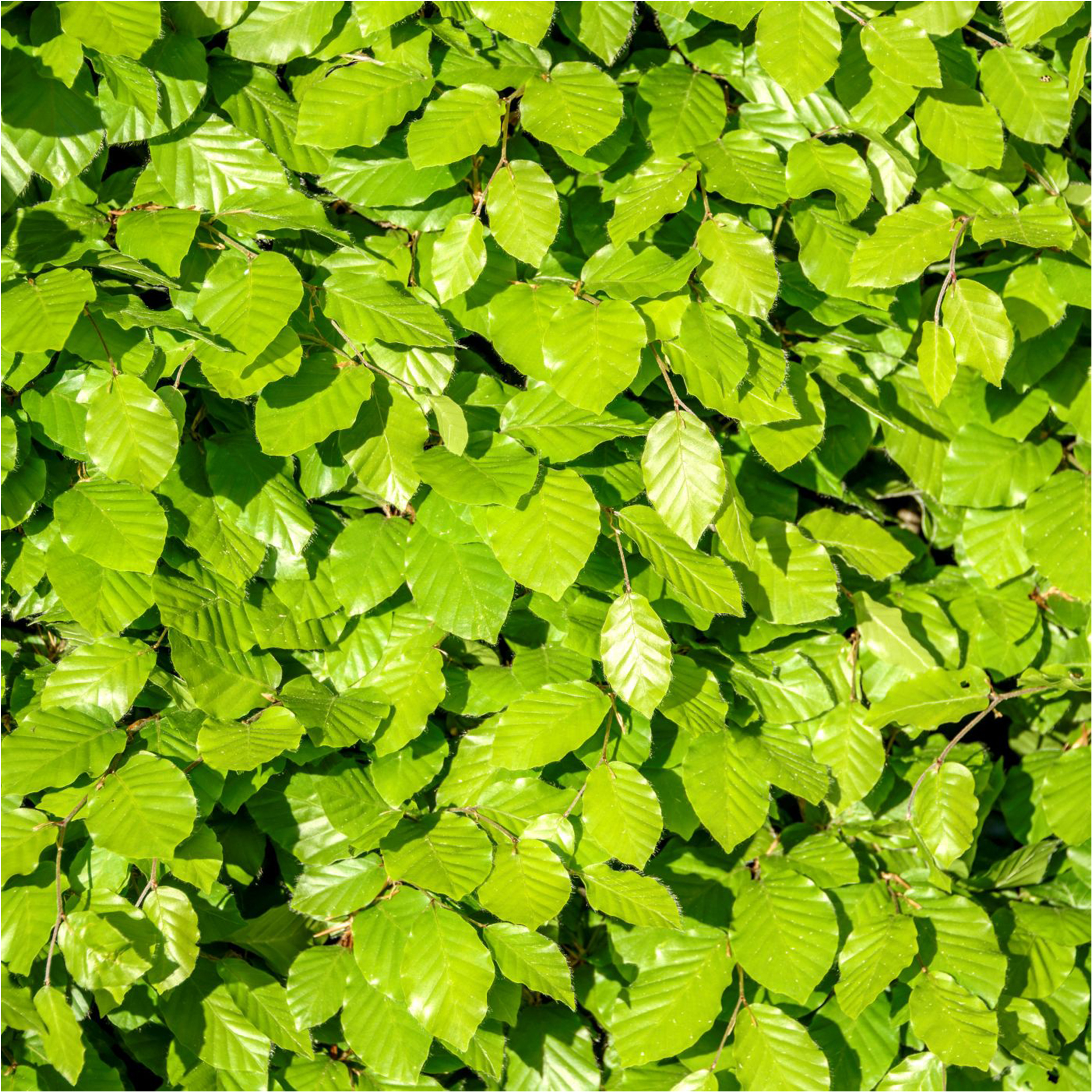 Heckenpflanze Blutbuche glänzend grüne Blätter
