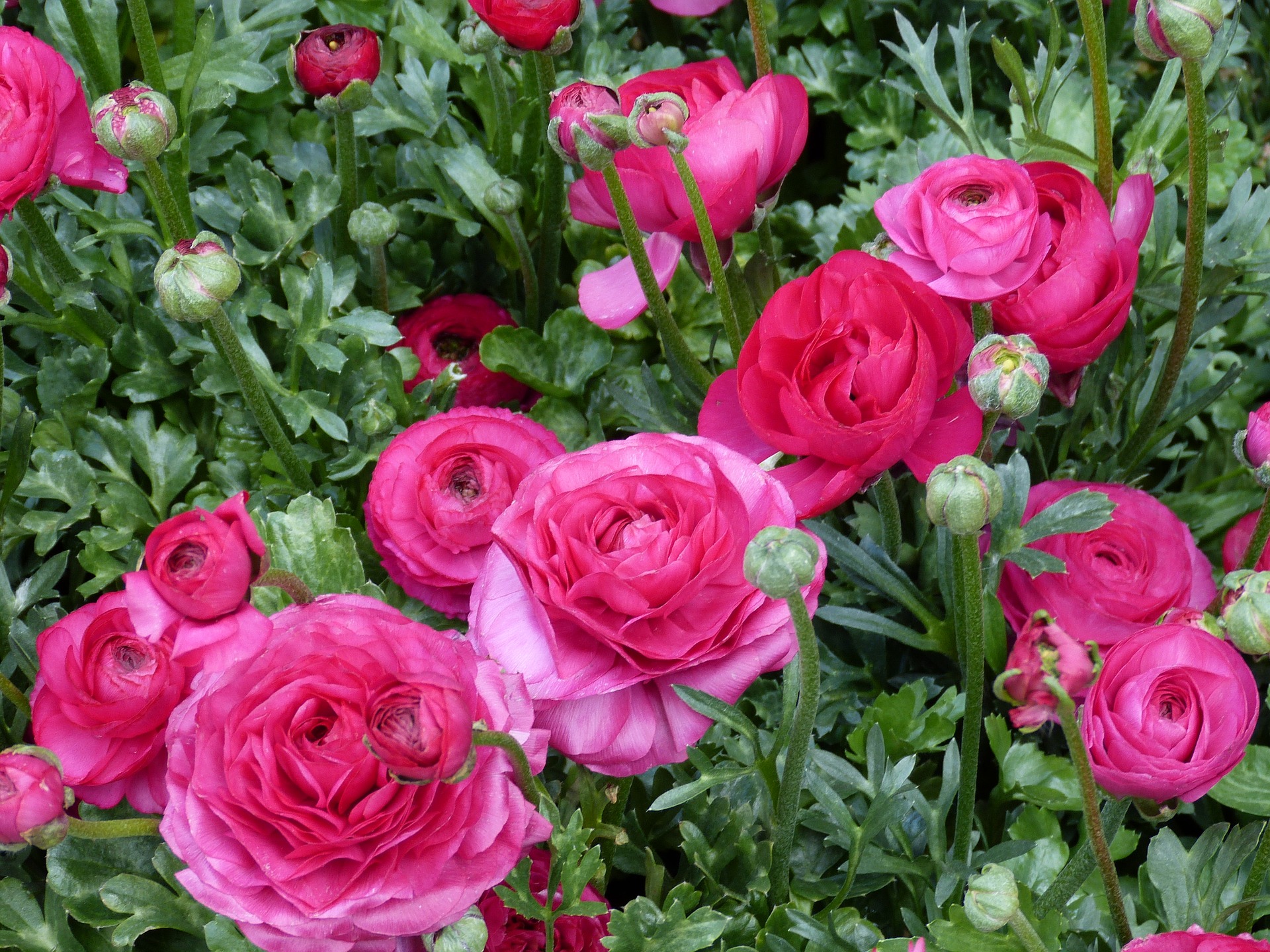Ranukel Rosa Ranunkel Farbkarte _ Ranunkel: Pflanzen, Pflegen & winterharte Sorten ...