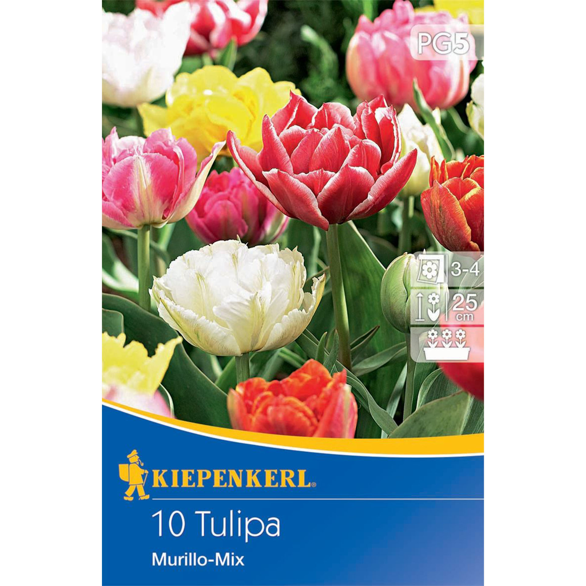 gefüllte Tulpen mit bunten, farbenfrohen Blüten