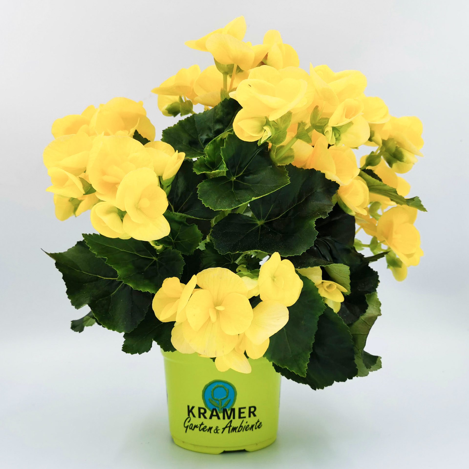 Begonie - Begonia 'Sunbrero® Yellow', 12cm Topf