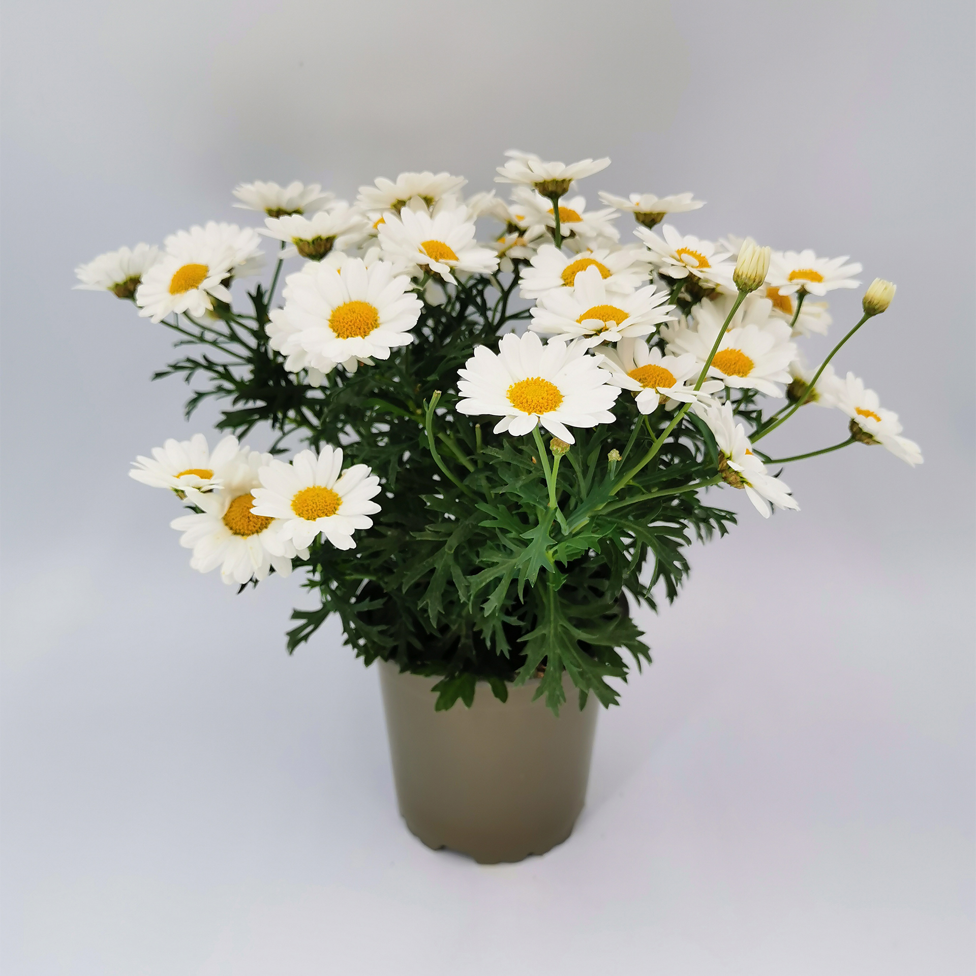 Margerite - Argyranthemum frutescens weiß, 12cm Topf