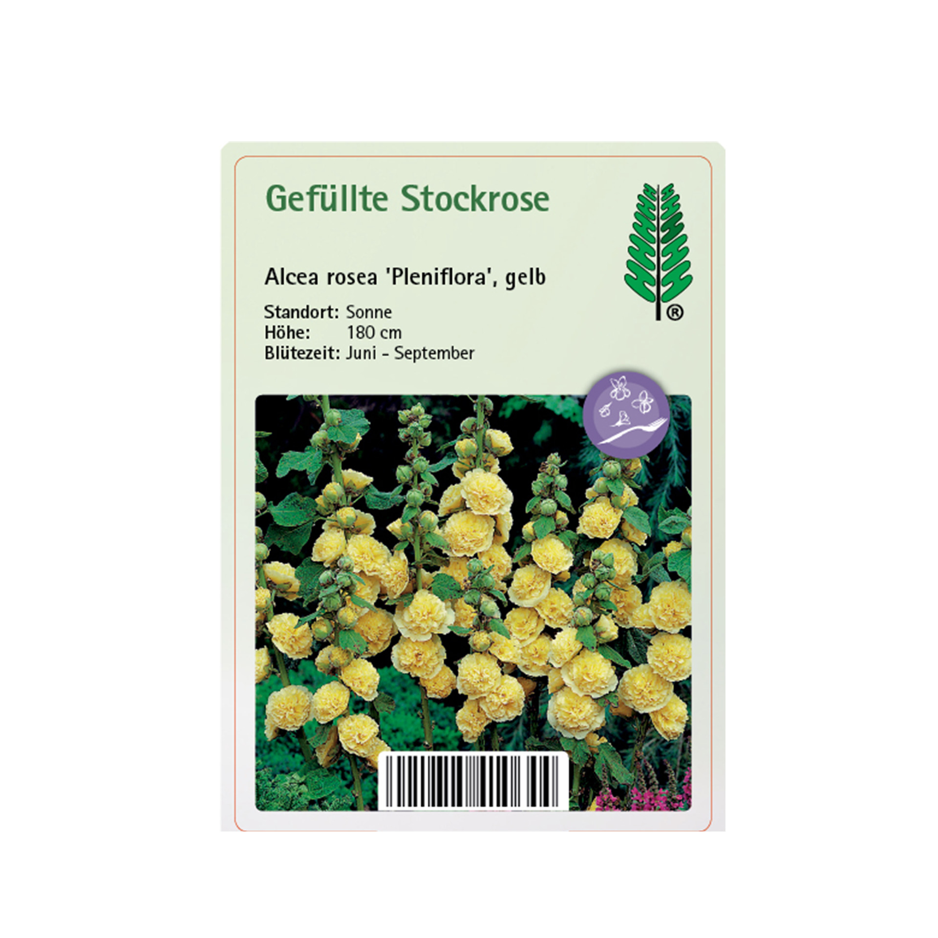 Gefüllte Stockrose - Alcea rosea 'Pleniflora' gelb, 11cm Topf