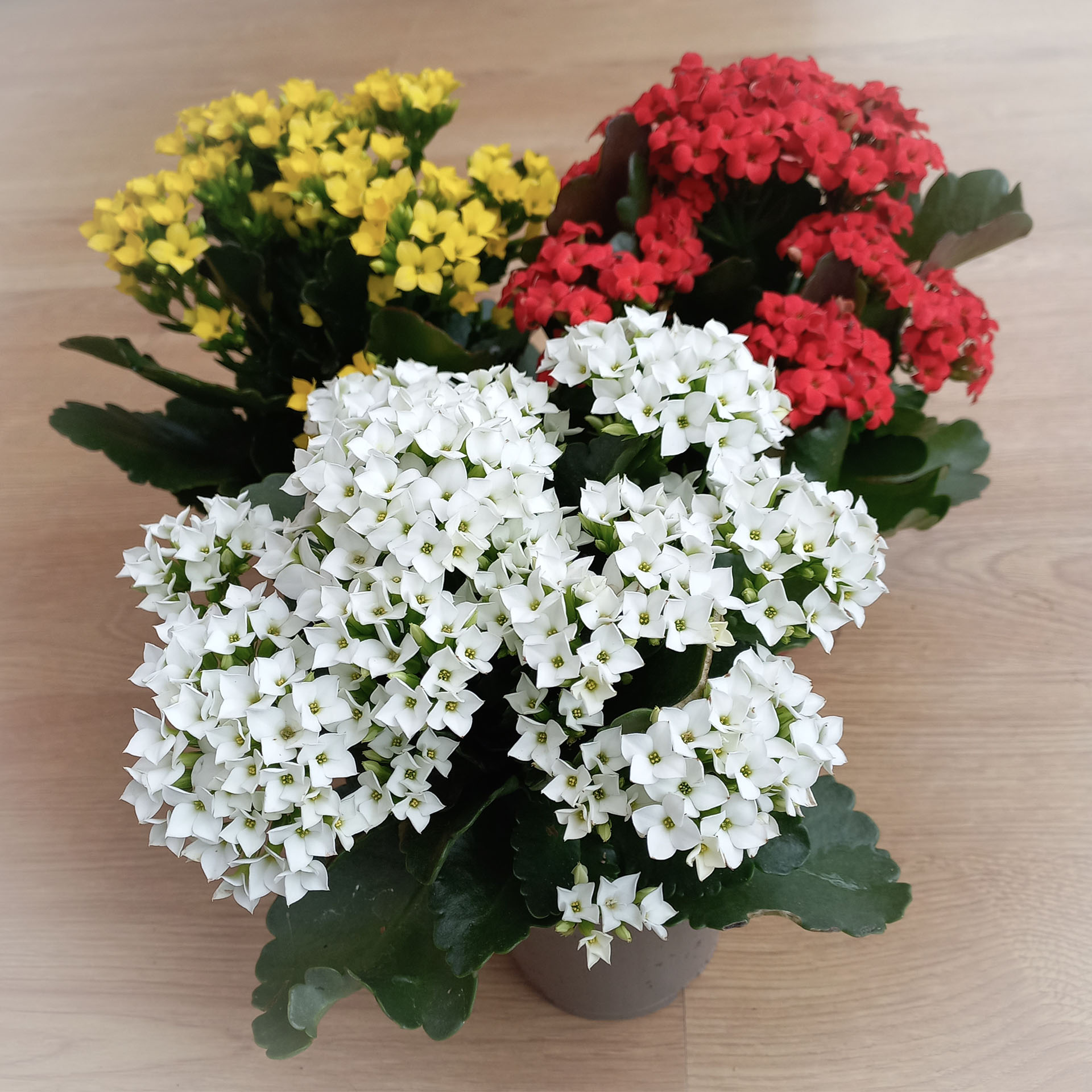 Flammendes Käthchen - Kalanchoe blossfeldiana