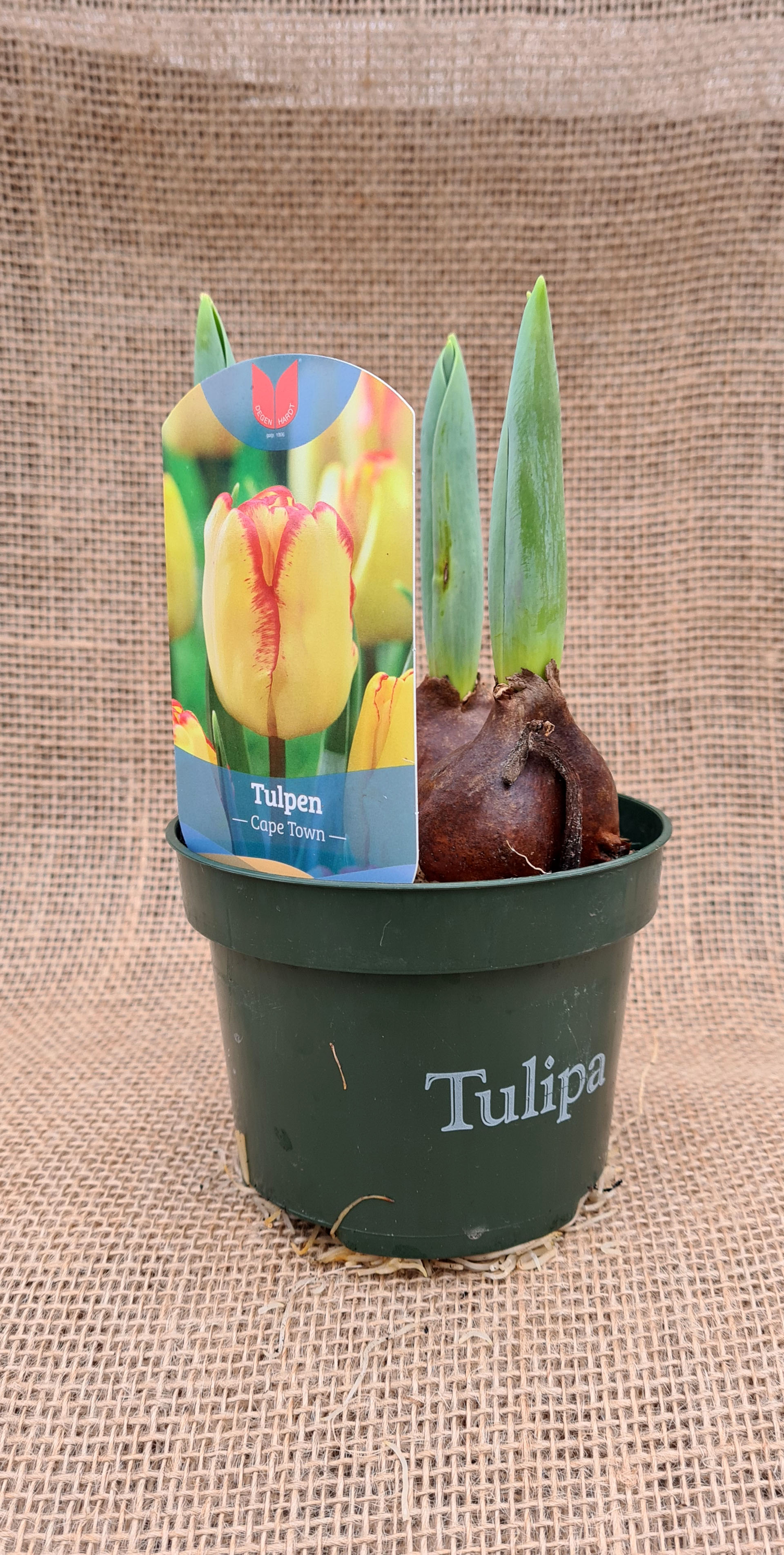Tulpe - Hybriden, gelb, 12cm Topf