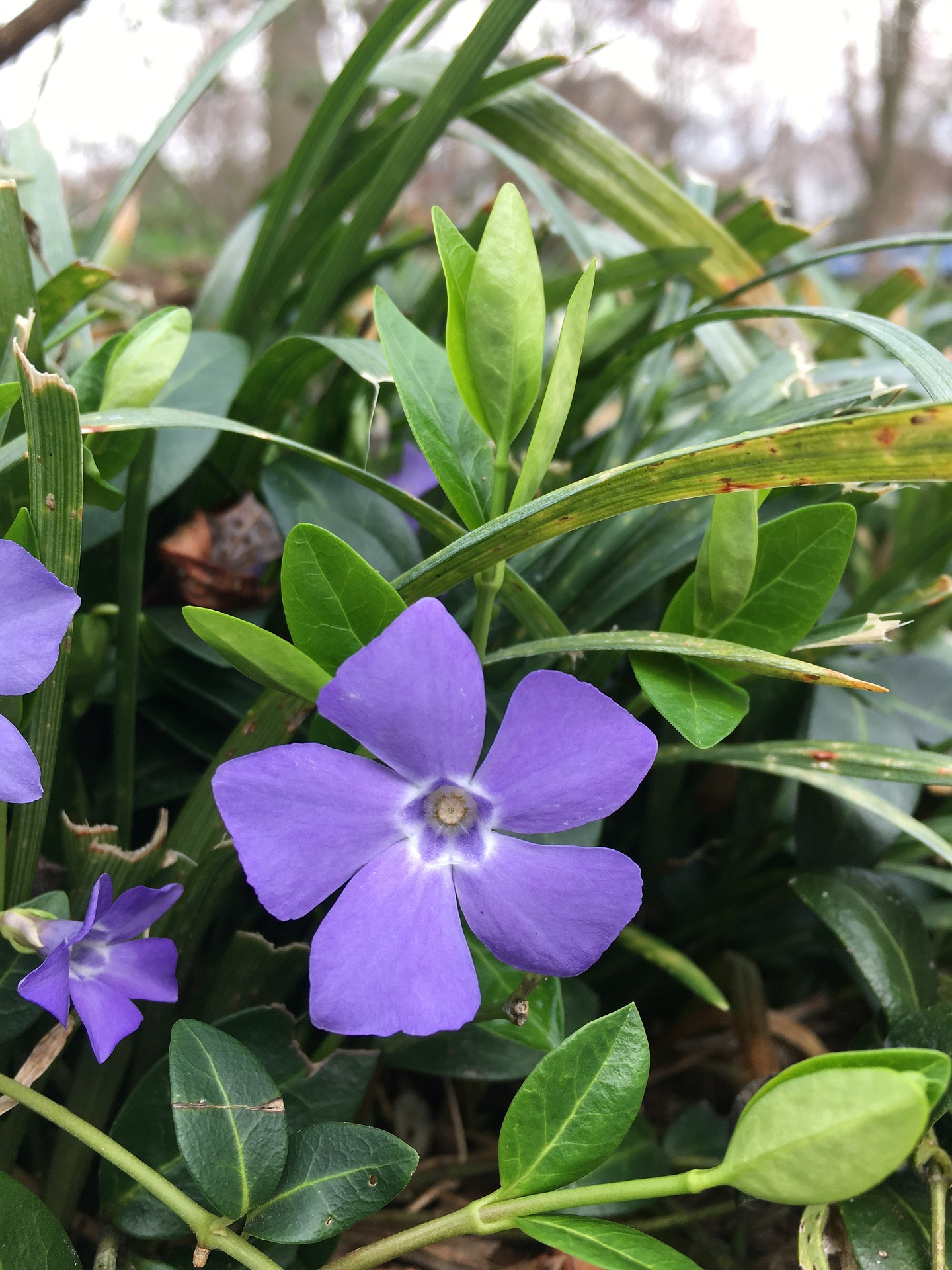blaue Blüten des Immergrün, Blume, Geranie, Blütenblatt, Blatt, Acanthaceae