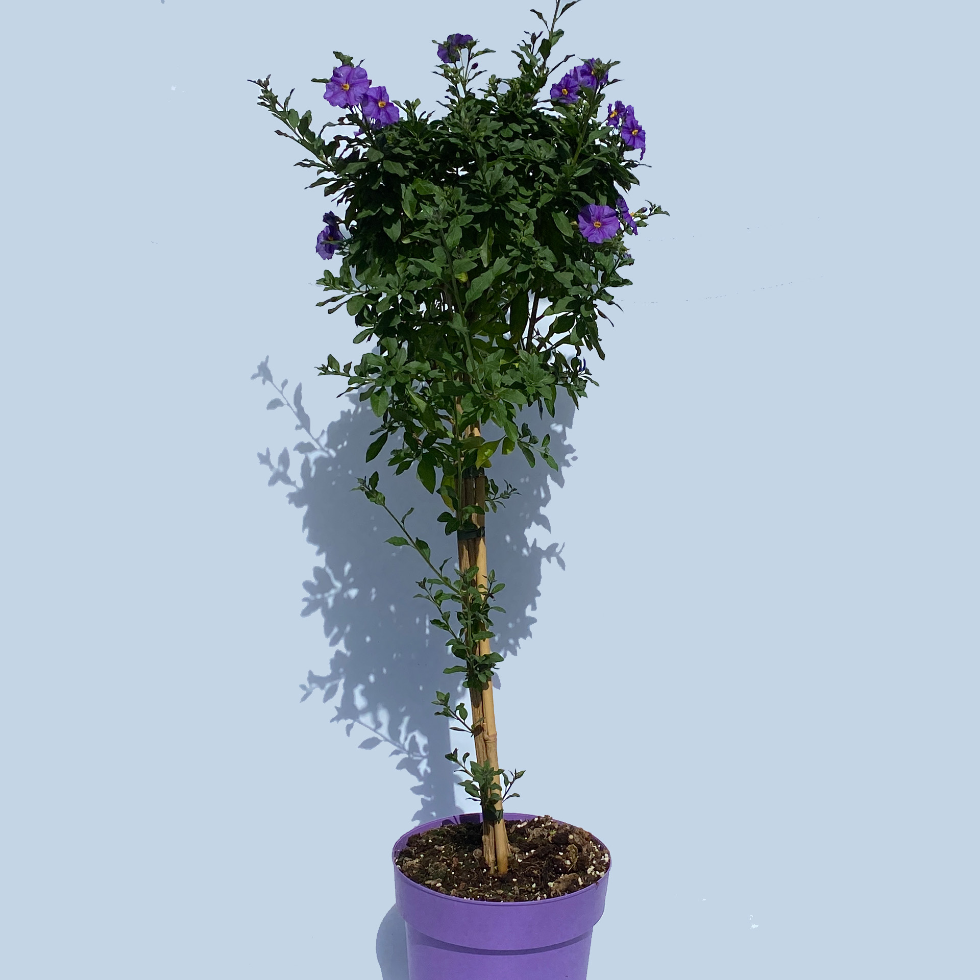 Enzian Stamm - Solanum rantonnetii blau, 21cm Topf