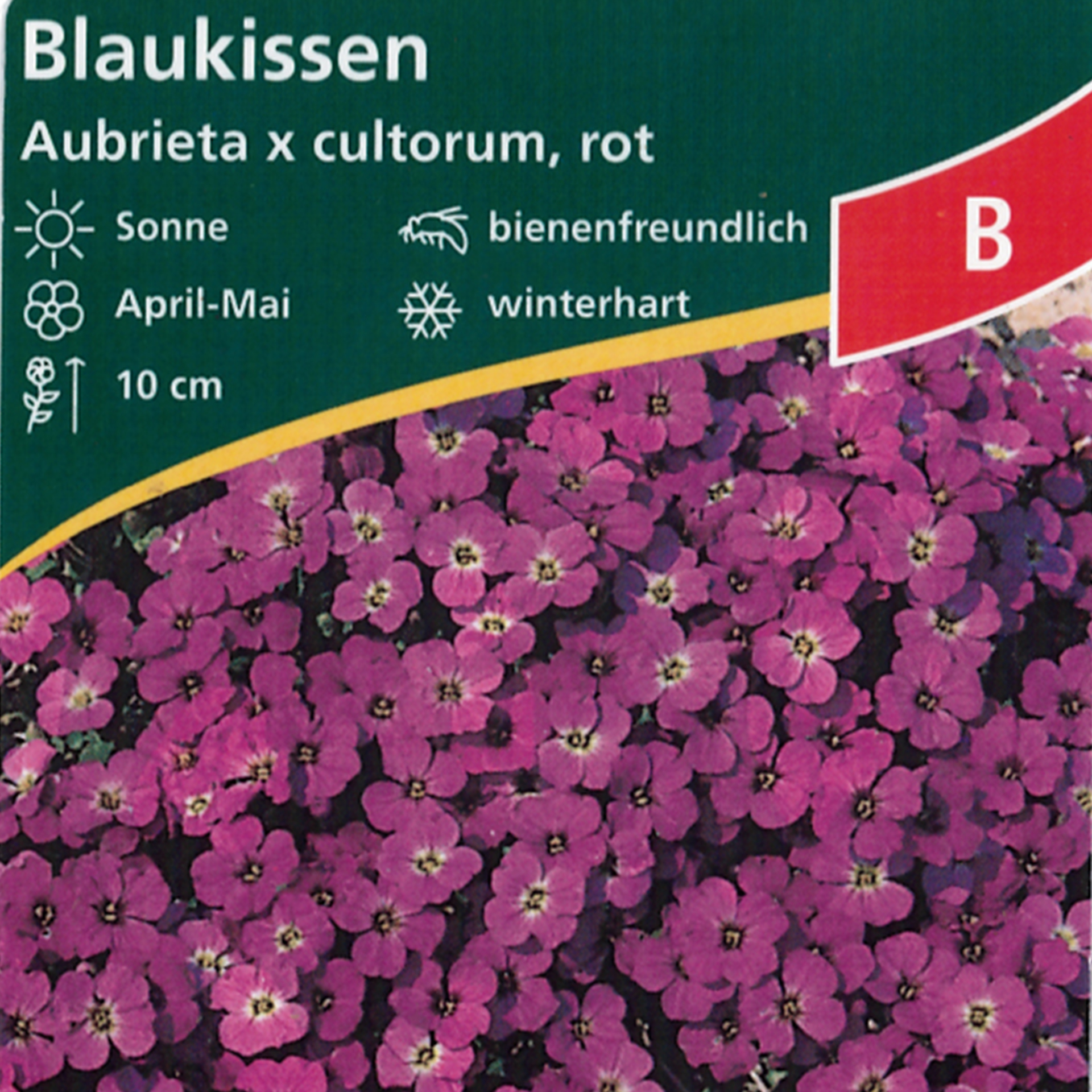 Blaukissen - Aubrieta x cultorum 'Regado Red' rot, 9cm Topf