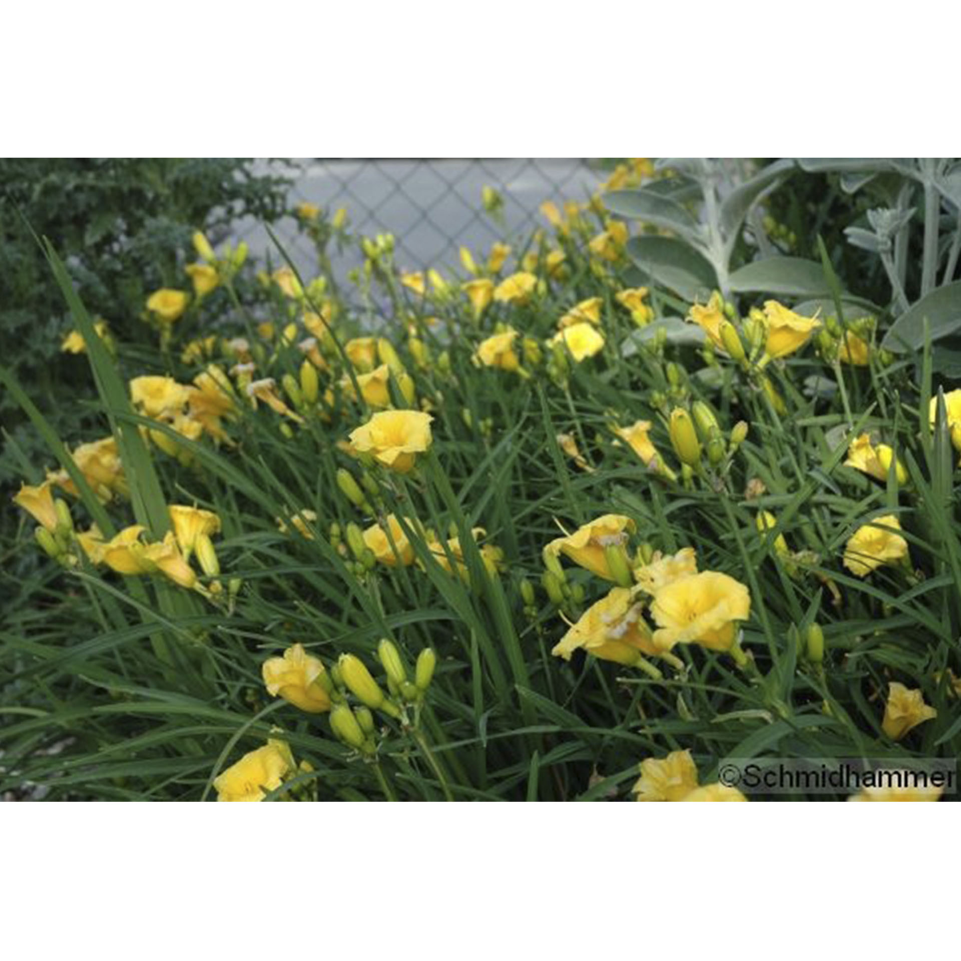 Taglilie - Hemerocallis x cultorum 'Stella d'Oro'