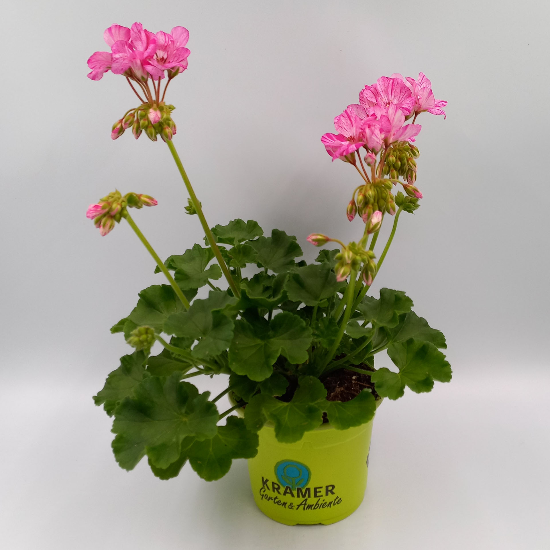 Geranie stehend 'Mosaic® Violet'- Pelargonium zonale, 12cm Topf