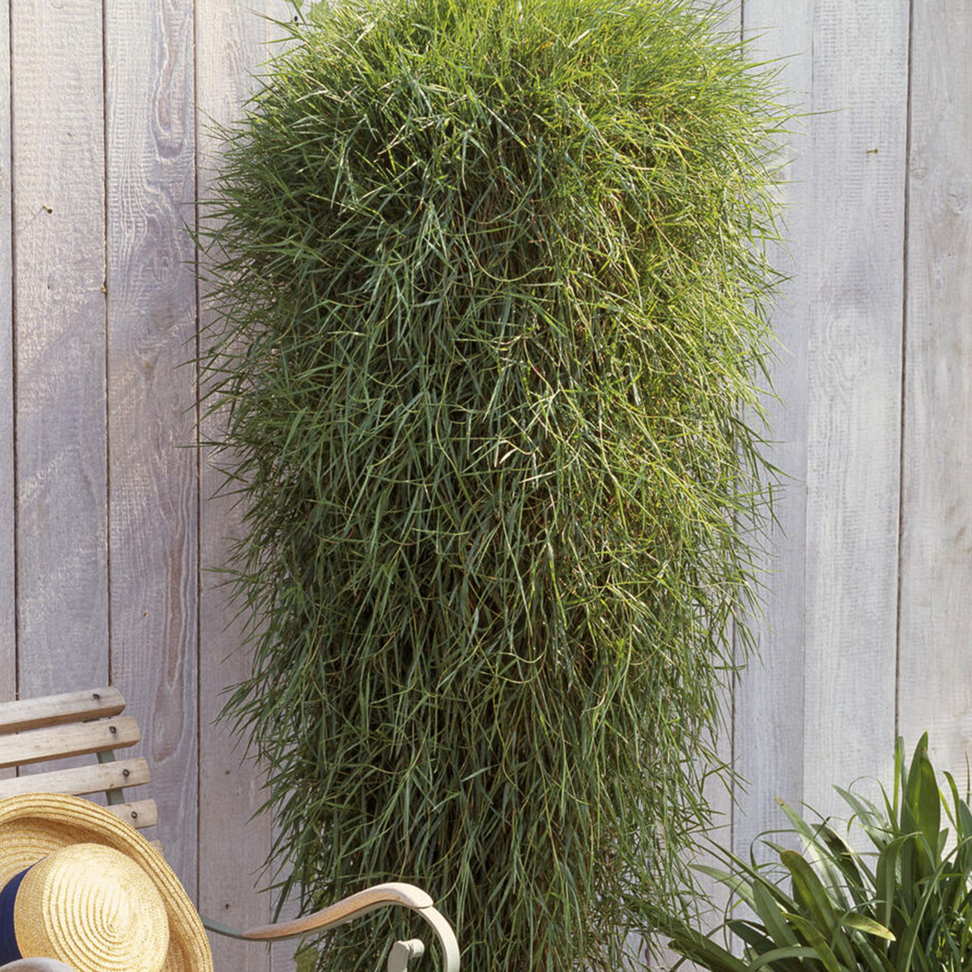 Hänge-Bambus - Agrostis stolonifera 'Green Twist’, 13cm Topf