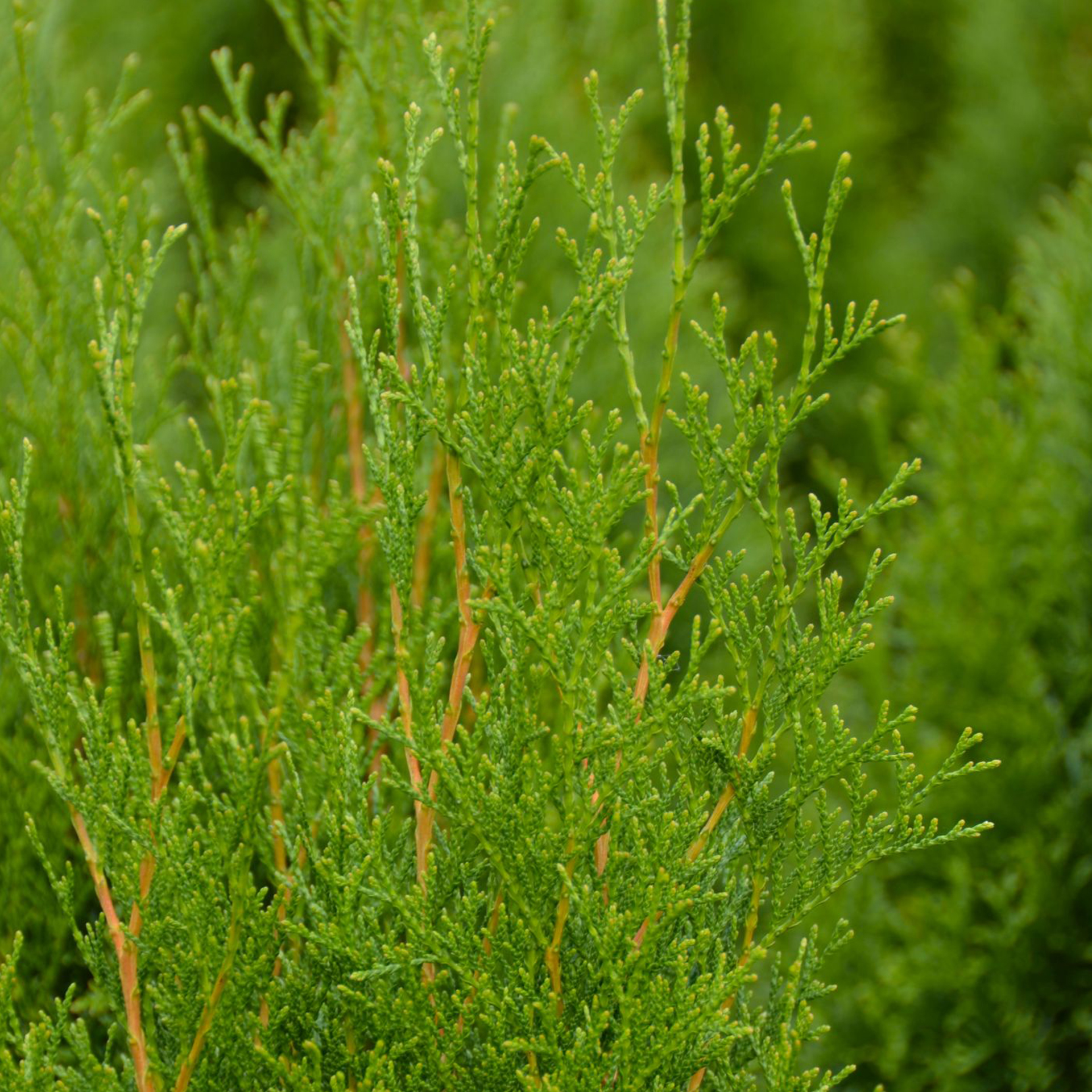 Thuja Lebensbaum Smaragd Konifere Heckenpflanze Sichtschutz immergrün 