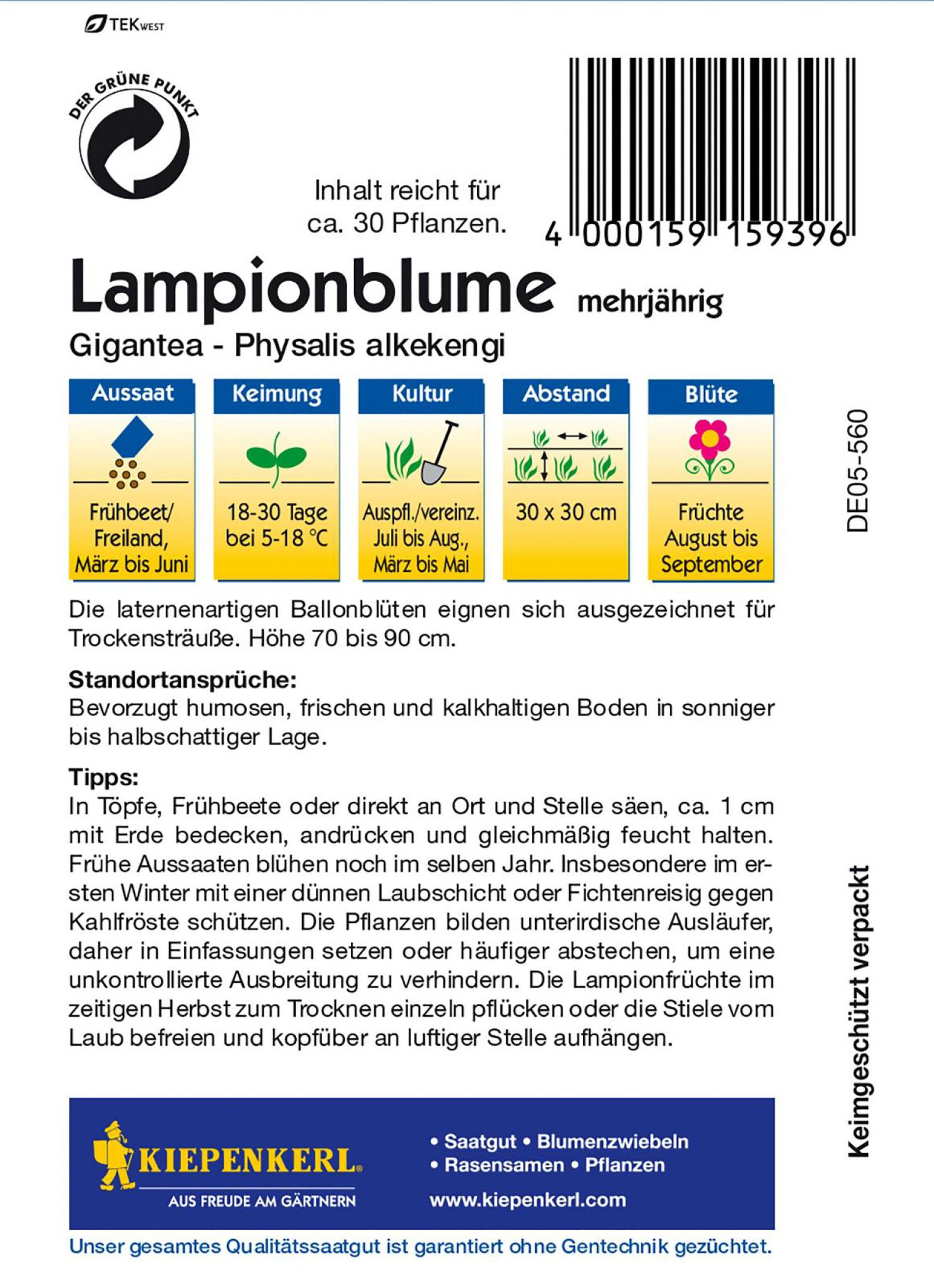 Lampionblume Gigantea PG-C