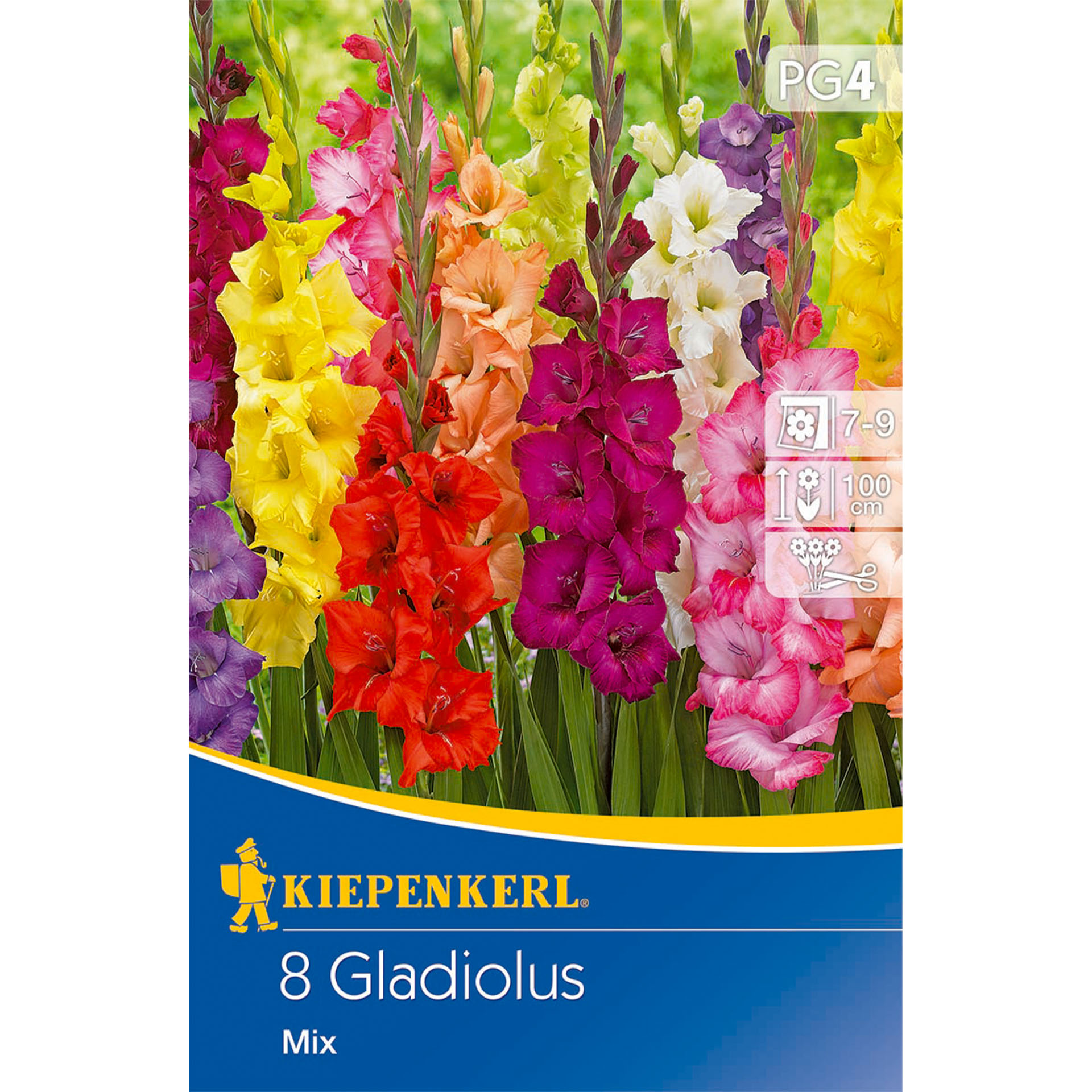 Blume, Pflanze, Gladiole