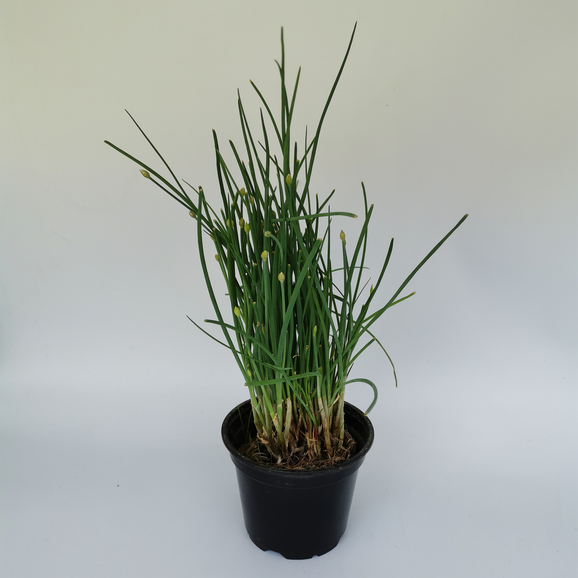 Schnittlauch - Allium schoenoprasum, 12cm Topf