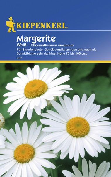 Margerite Chrysanthemum weiß