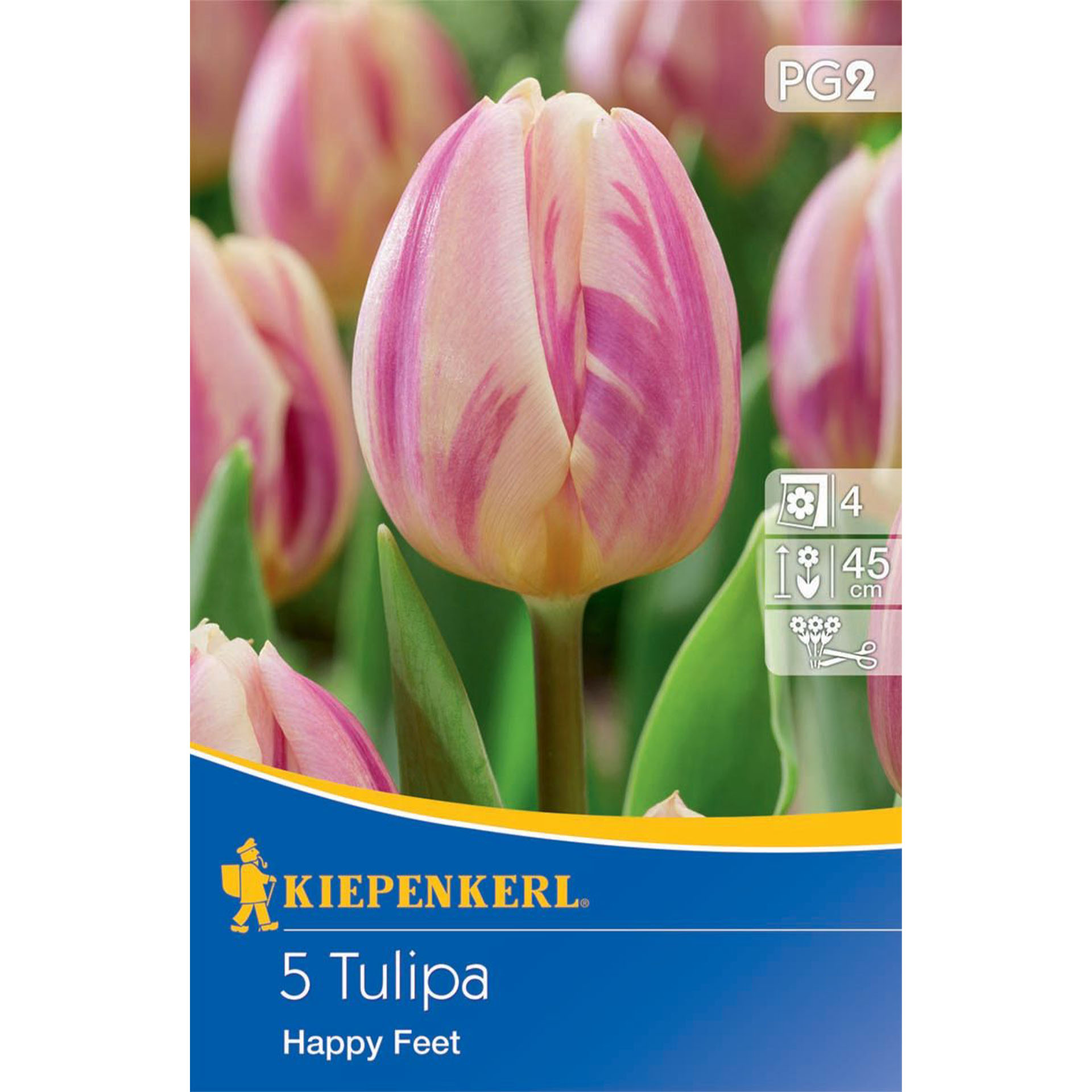 Triumph-Tulpe 'Happy Feet', Blumenzwiebeln