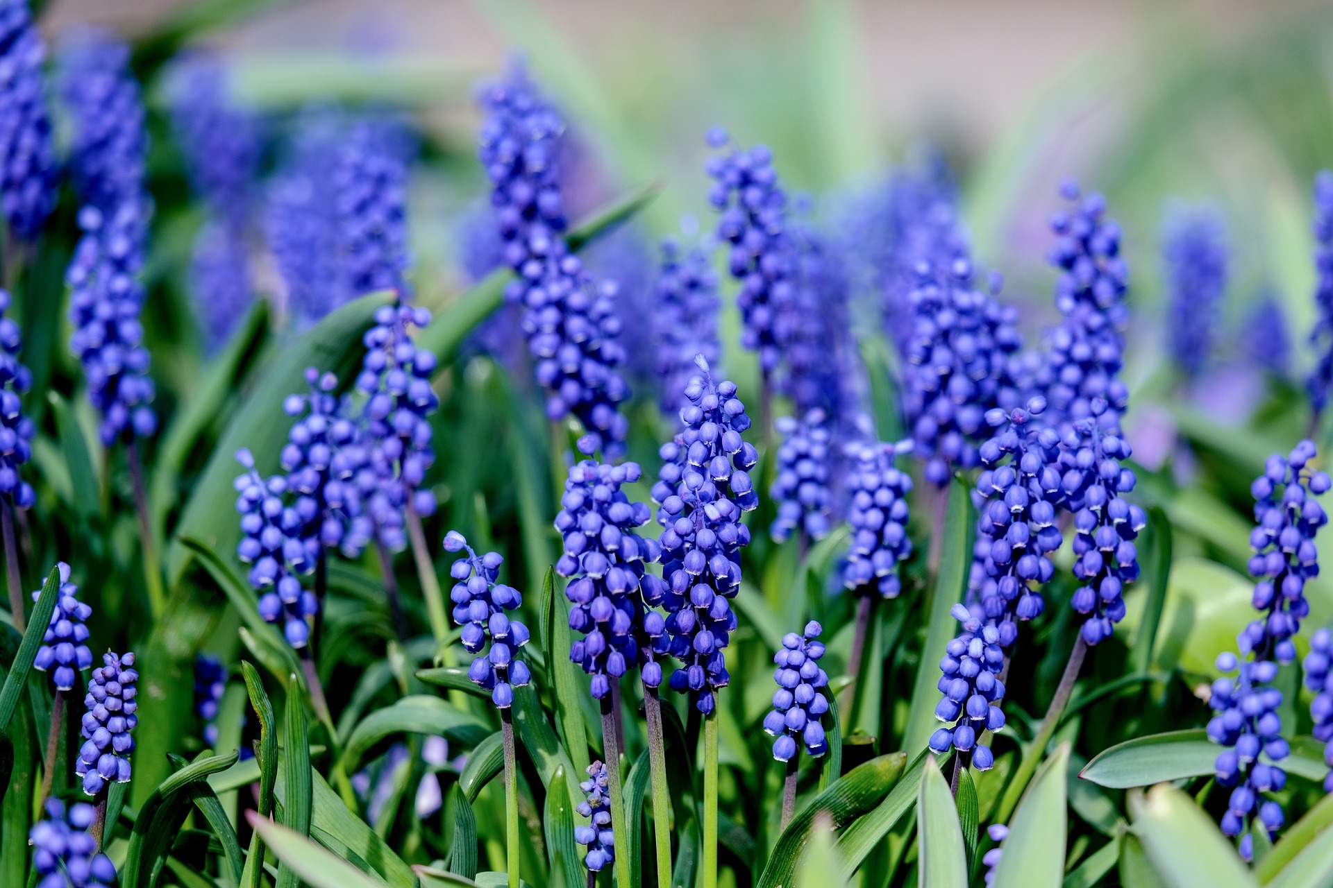 blau blühende traubenhyazinthe