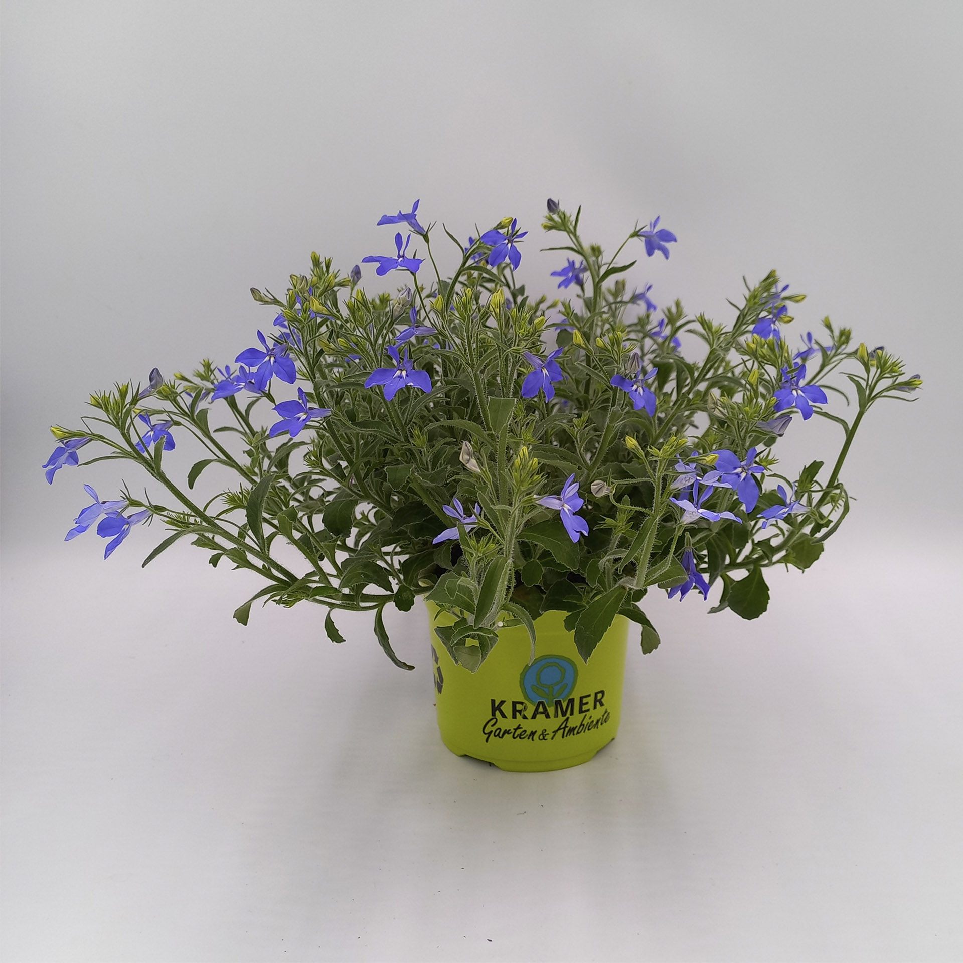 Männertreu / Lobelie Africo Lavender mit blauen Blüten im Pflanztopf