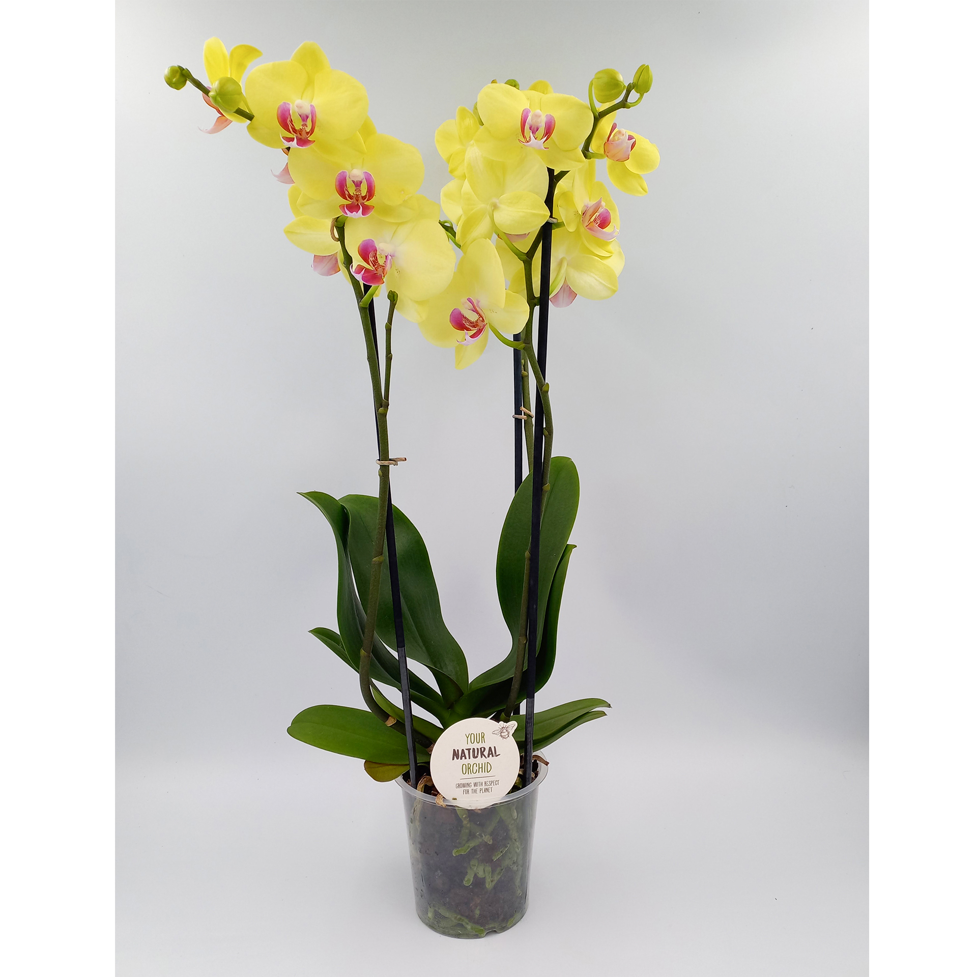 Orchidee Schmetterlings-Orchidee Zimmerpflanze pflegeleicht