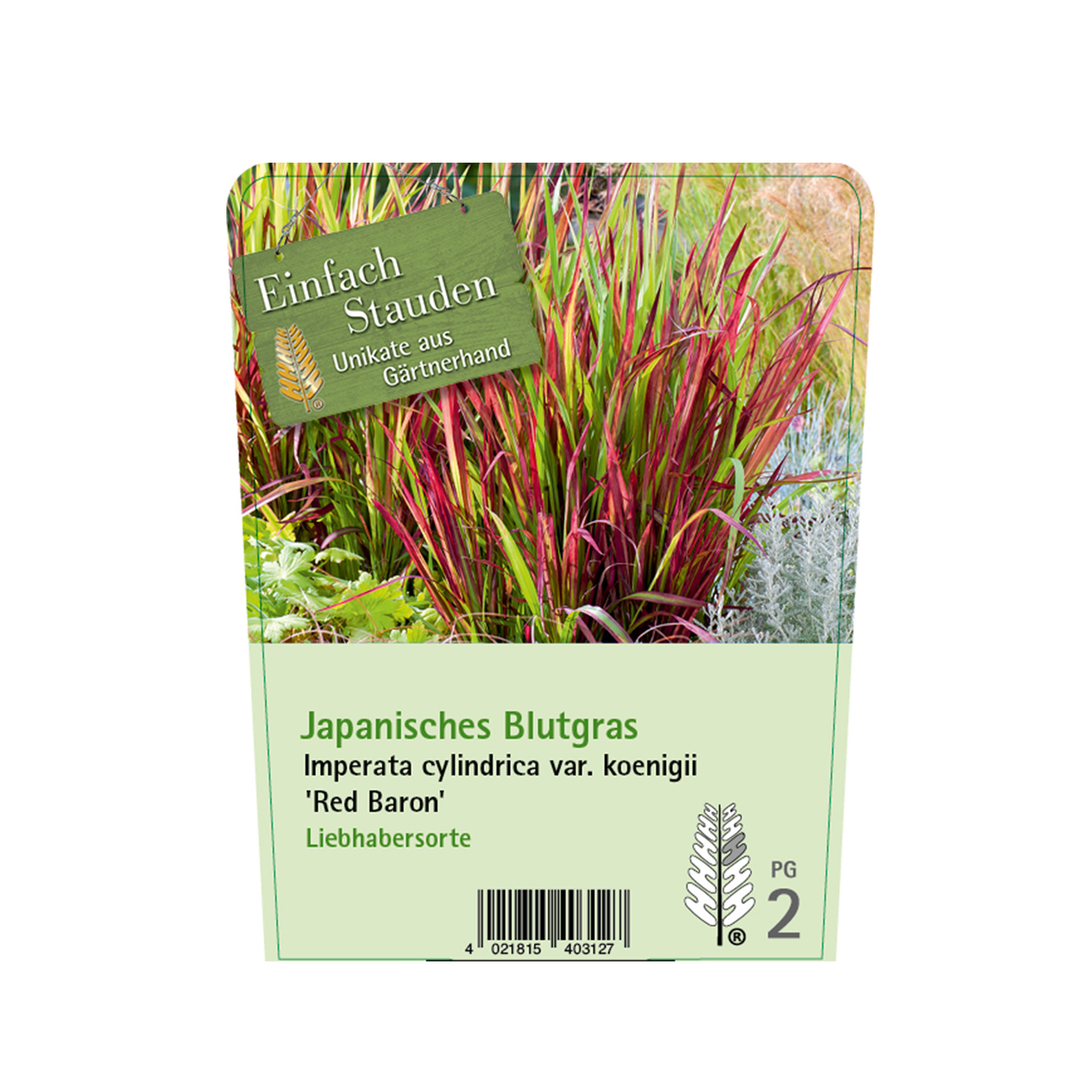 Japanisches Blutgras - Imperata cylindrica var. koenigii 'Red Baron', C2