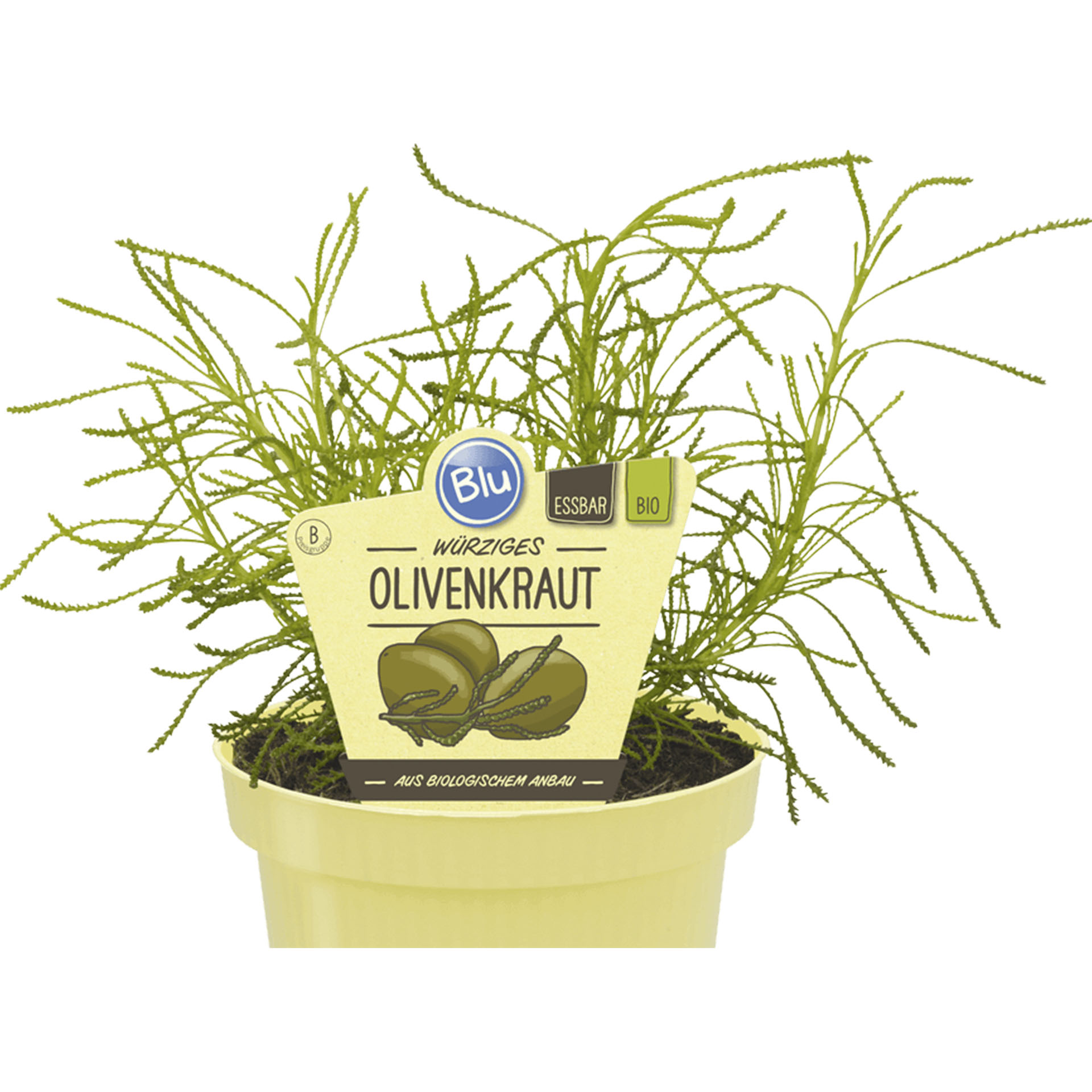 Olivenkraut im Pflanztopf mit Pflanzenstecker