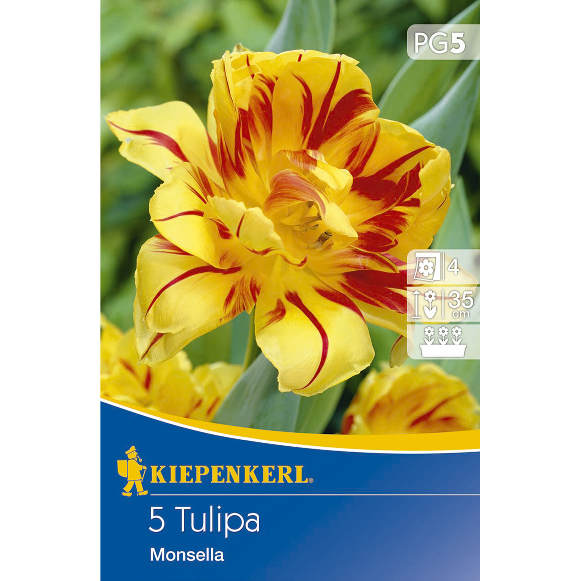 gefüllte Tulpe mit gelben, rot geflammten Blütenblättern