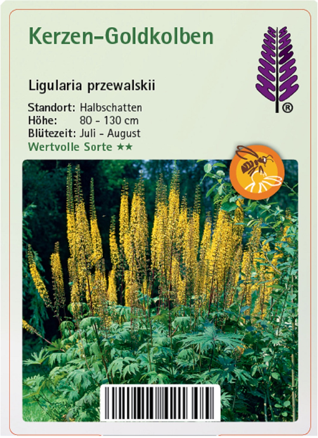 Kerzen-Goldkolben - Ligularia przewalskii, 11cm Topf