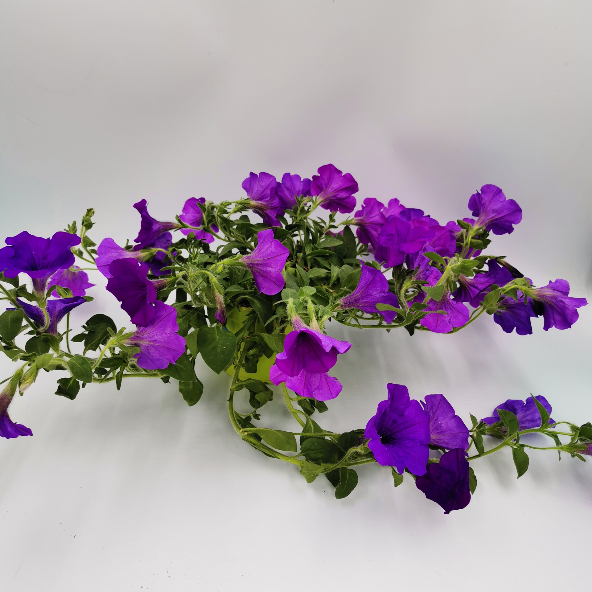 Petunie - Petunia Surfinia 'Violet', 12cm Topf