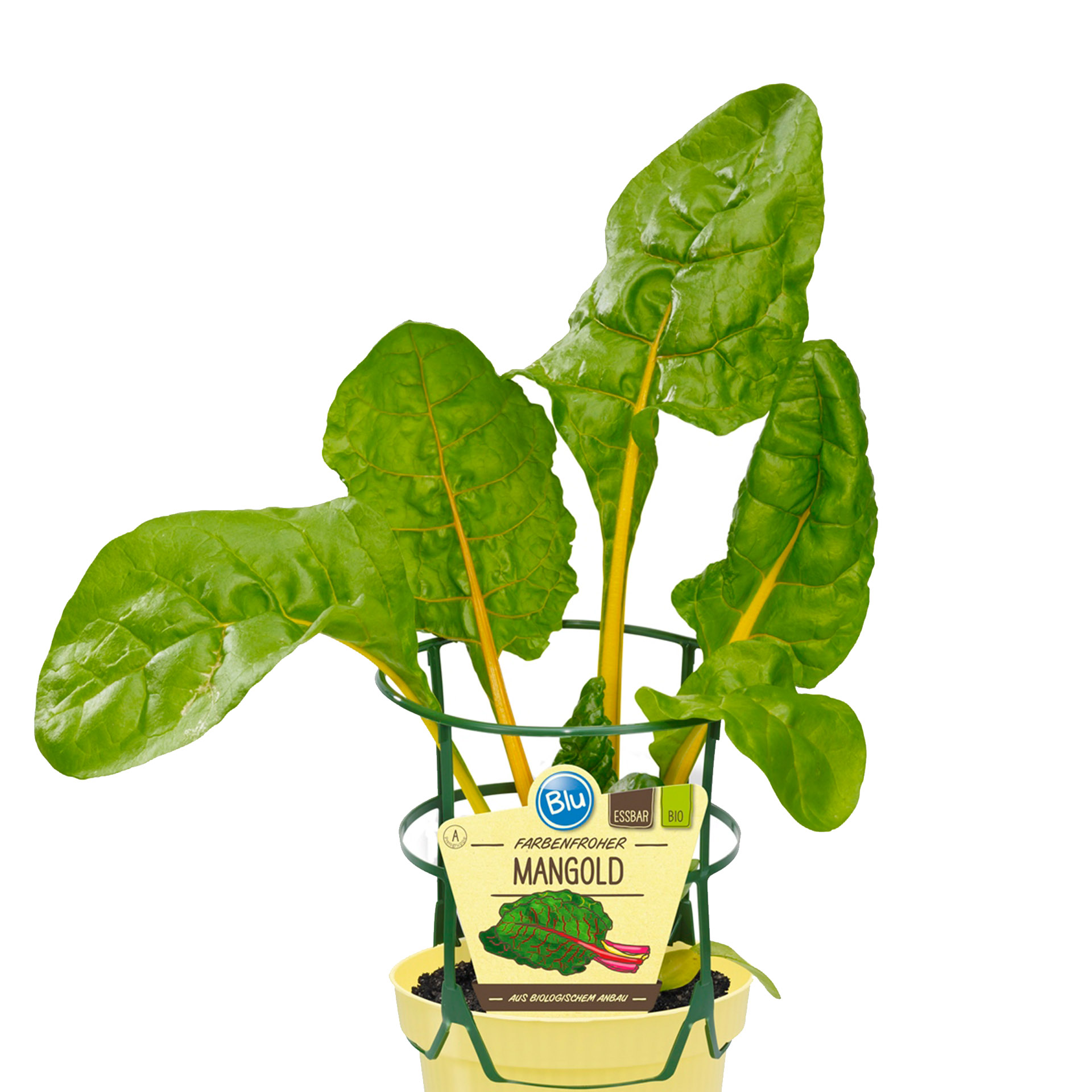 BIO Mangold - Beta vulgaris, 12cm Topf