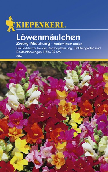 Löwenmäulchen Zwerg-Mischung