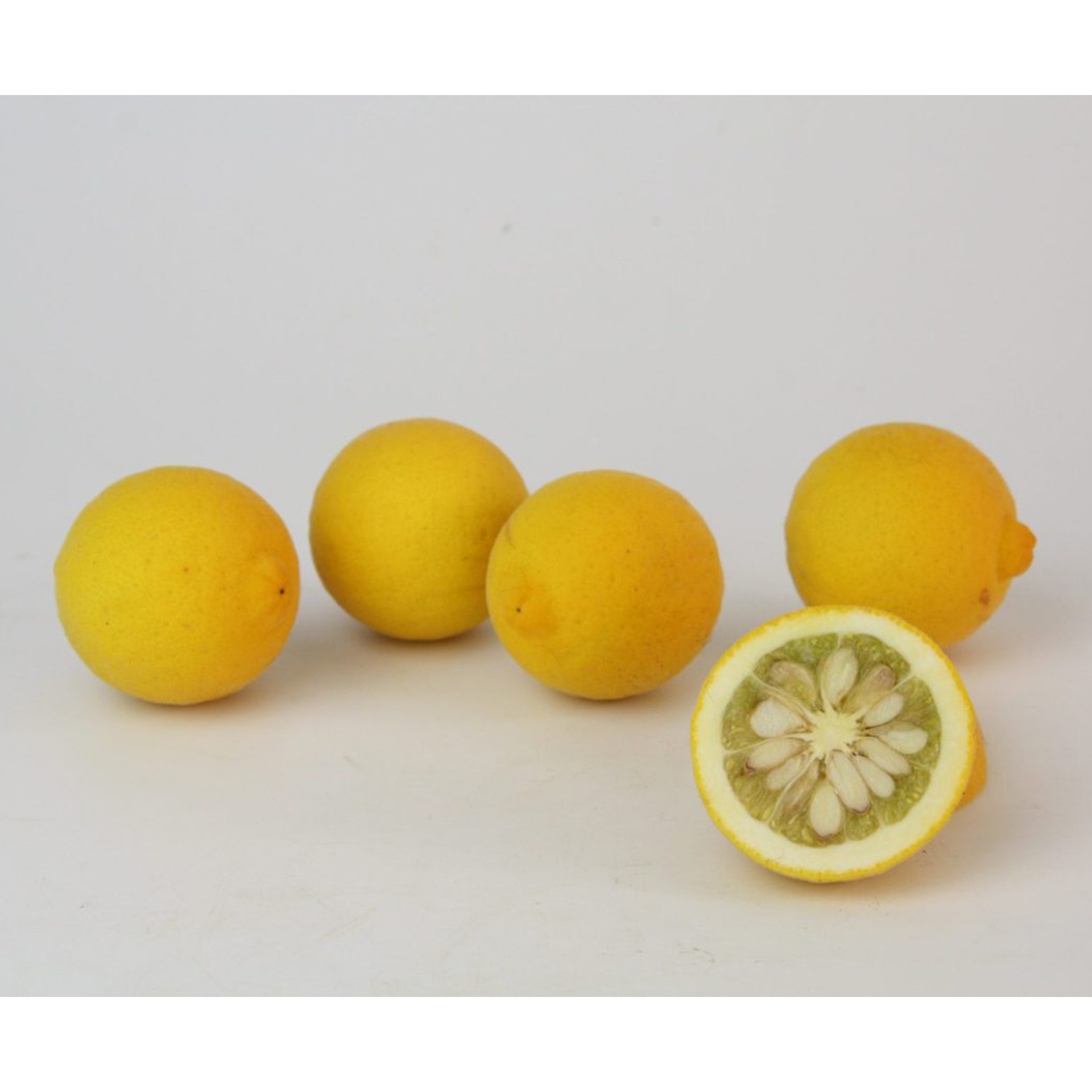 BIO Bitter-Orange - Citrus trifoliata Syn. Poncirus, 12cm Topf