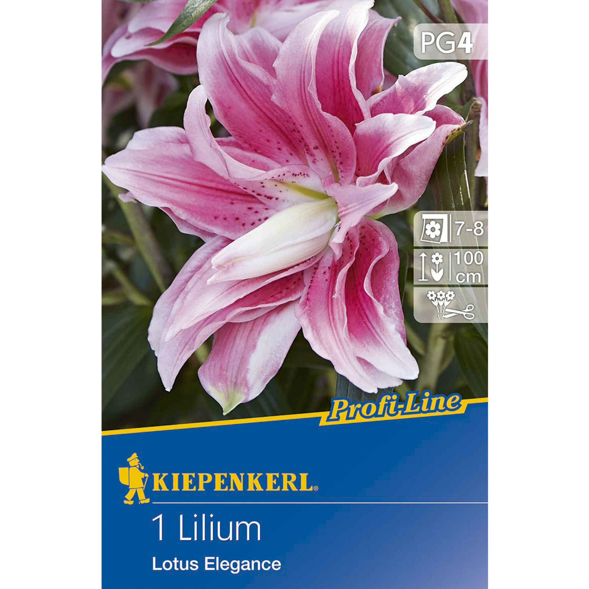 Bild von Lilie Lotus Elegance auf Verpackung