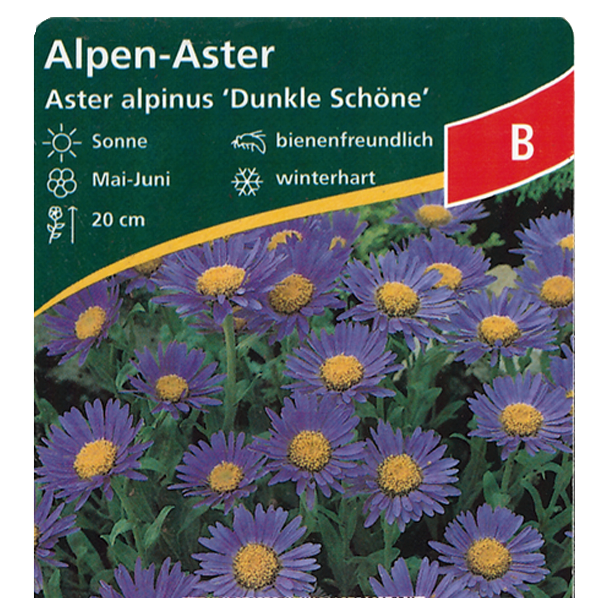 Alpen-Aster - Aster alpinus 'Dunkle Schöne' violett, 9cm Topf