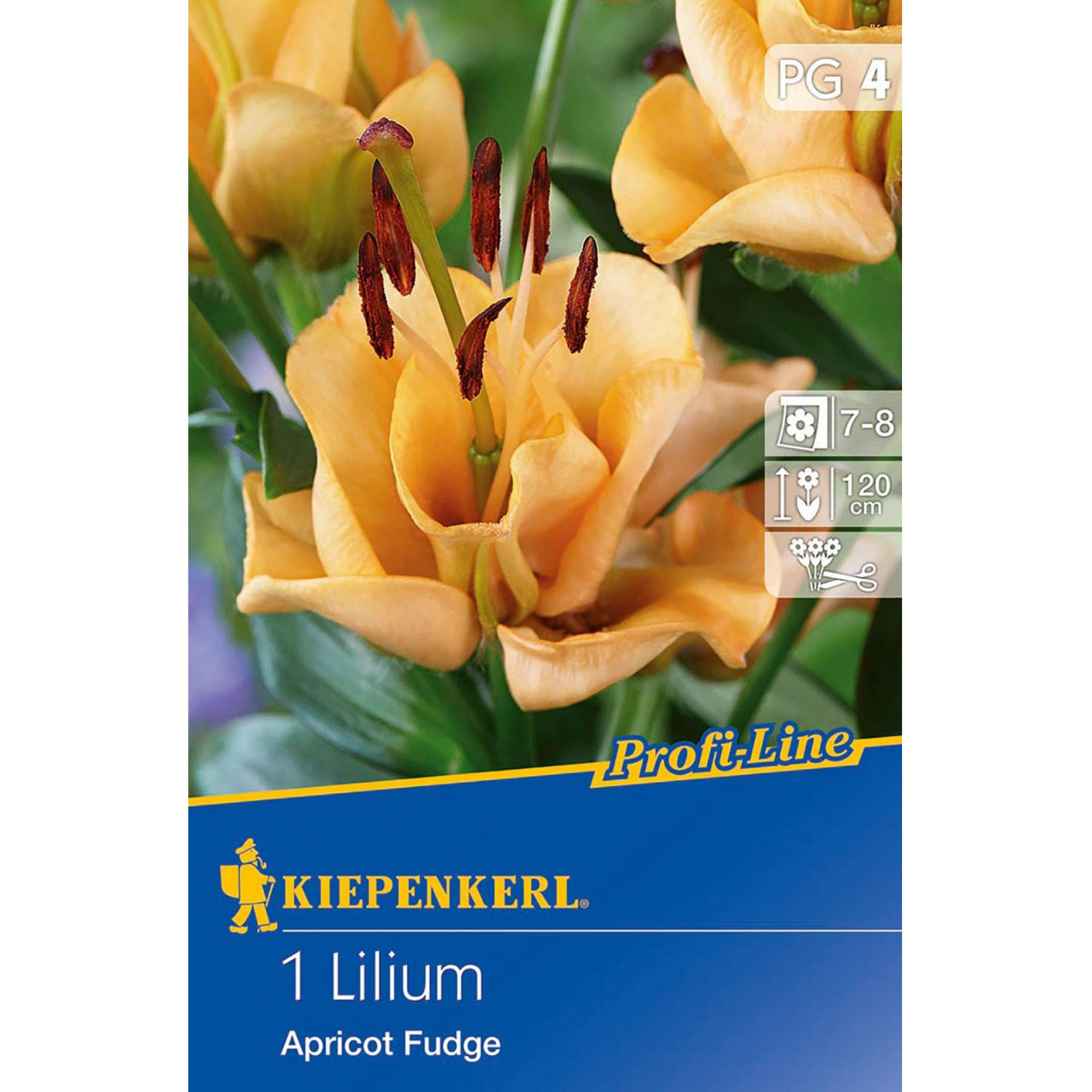 Blumenzwiebeln Gefüllte Lilie Schnittblume