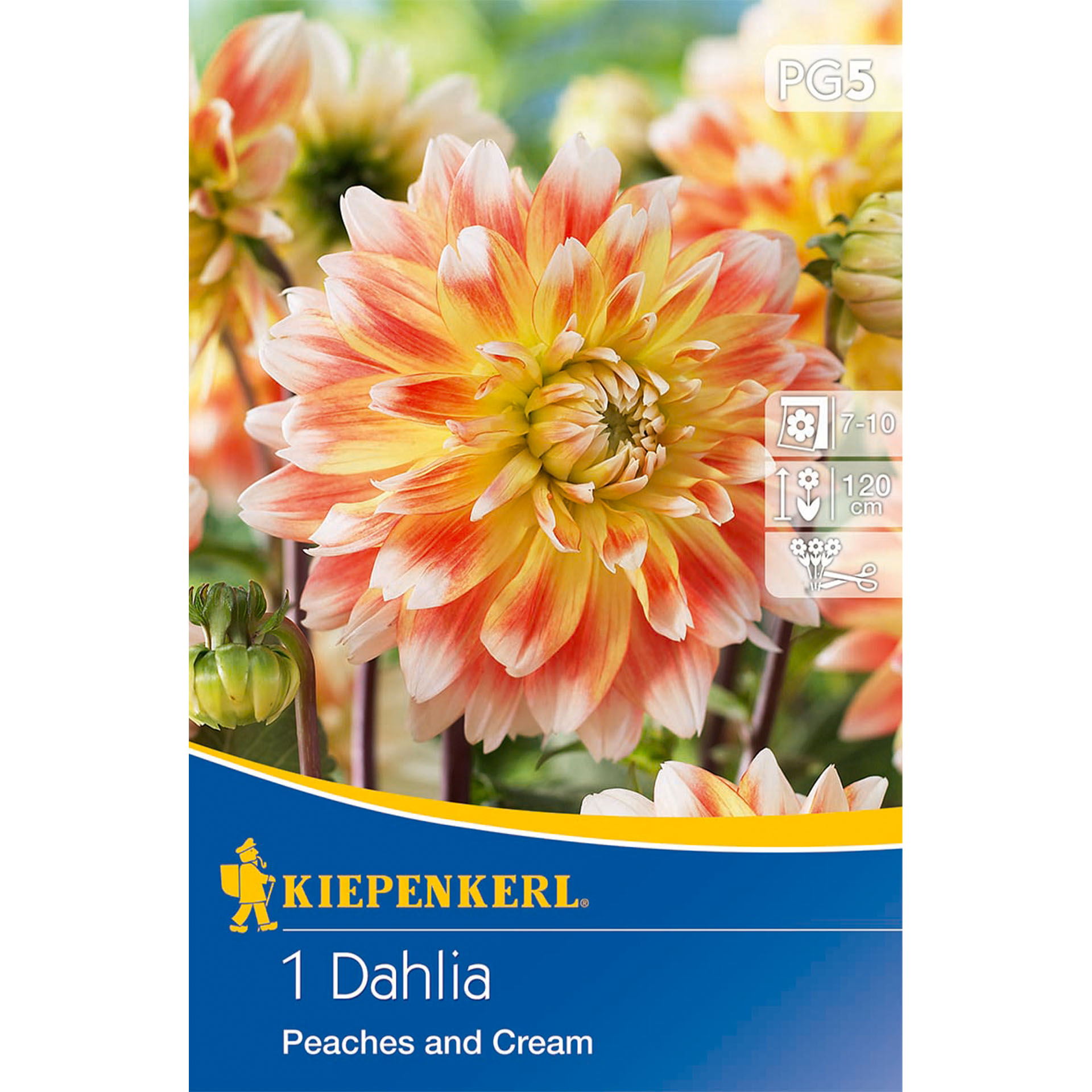 Dahlie, Blume, Pflanze