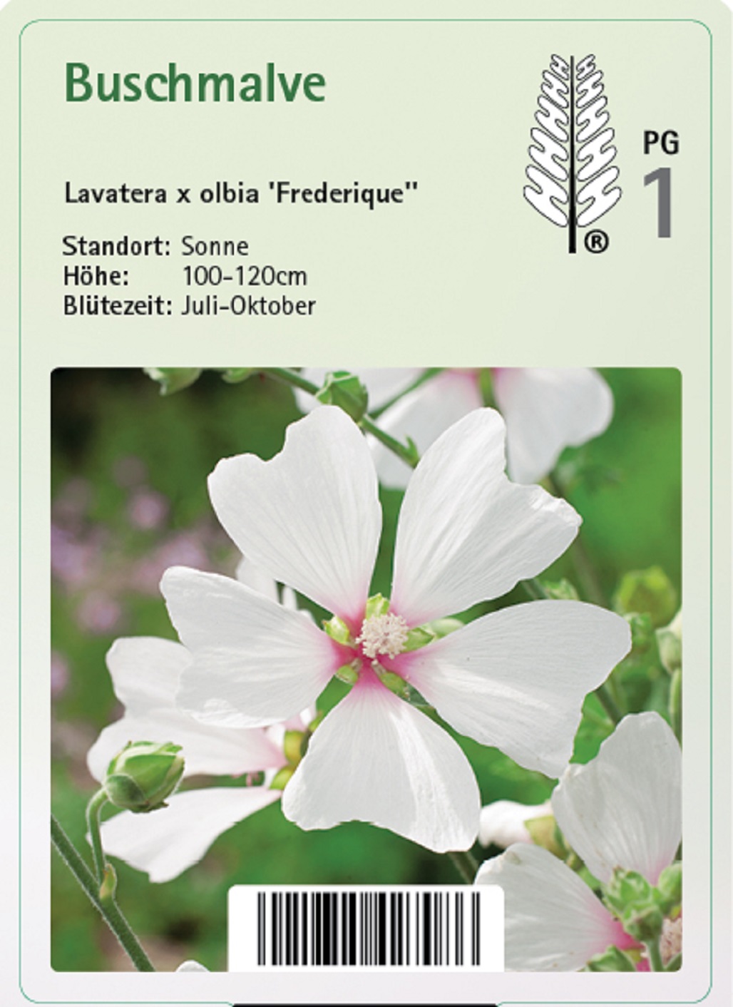 Buschmalve - Lavatera x olbia 'Frederique', 14cm Topf
