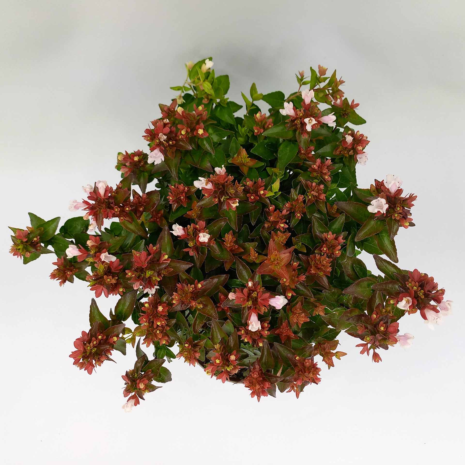 Heckenpflanze Zierstrauch Abelie Grandiflora immergrün mit zartrosa Blüten