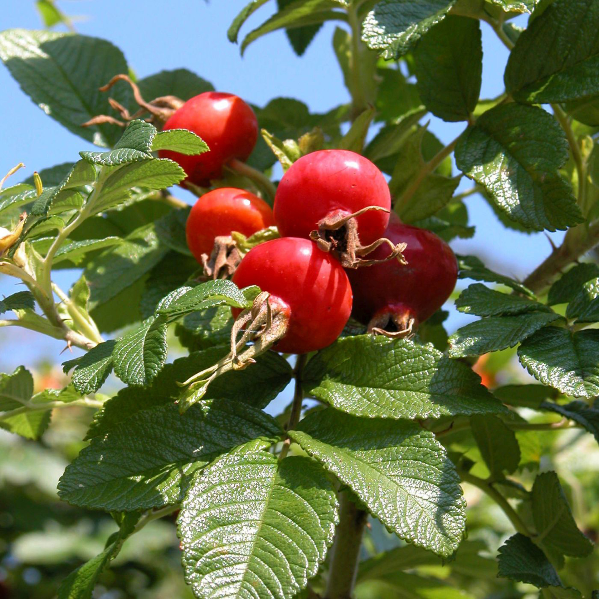 Apfelrose Hagebutte Wildrose mit essbaren roten Beeren