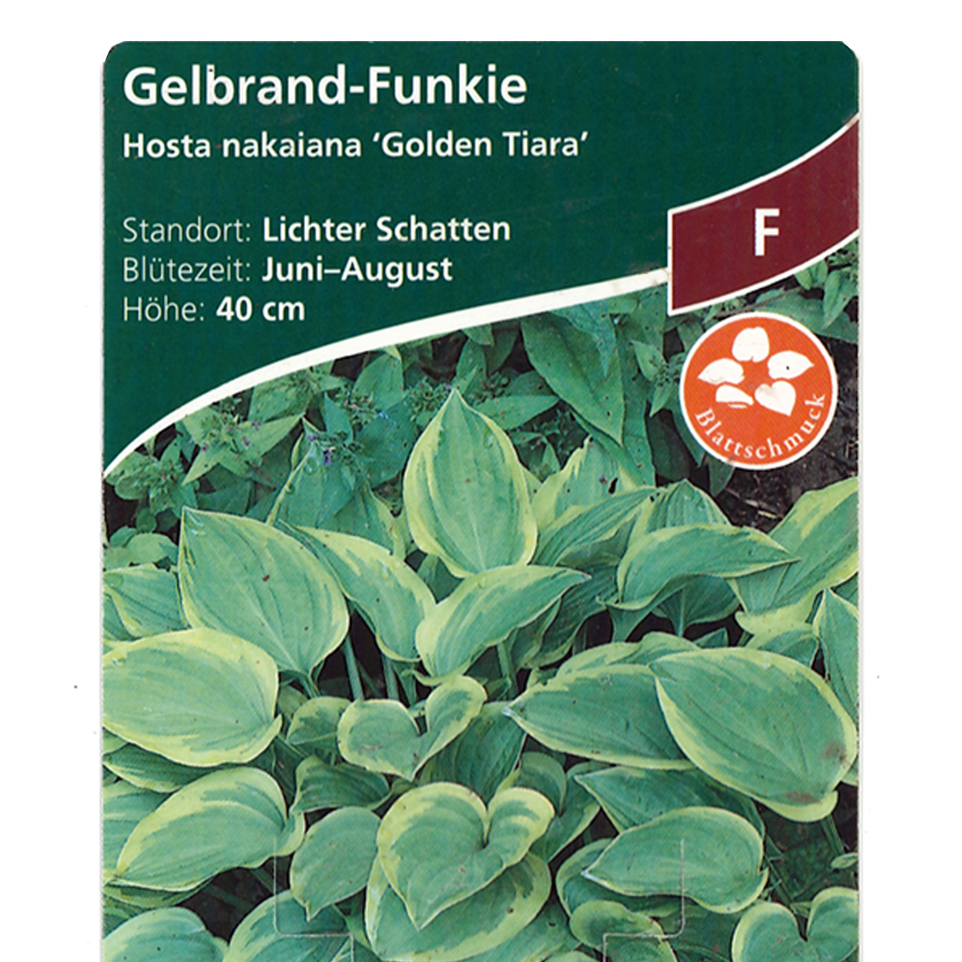 Gelbrand-Funkie