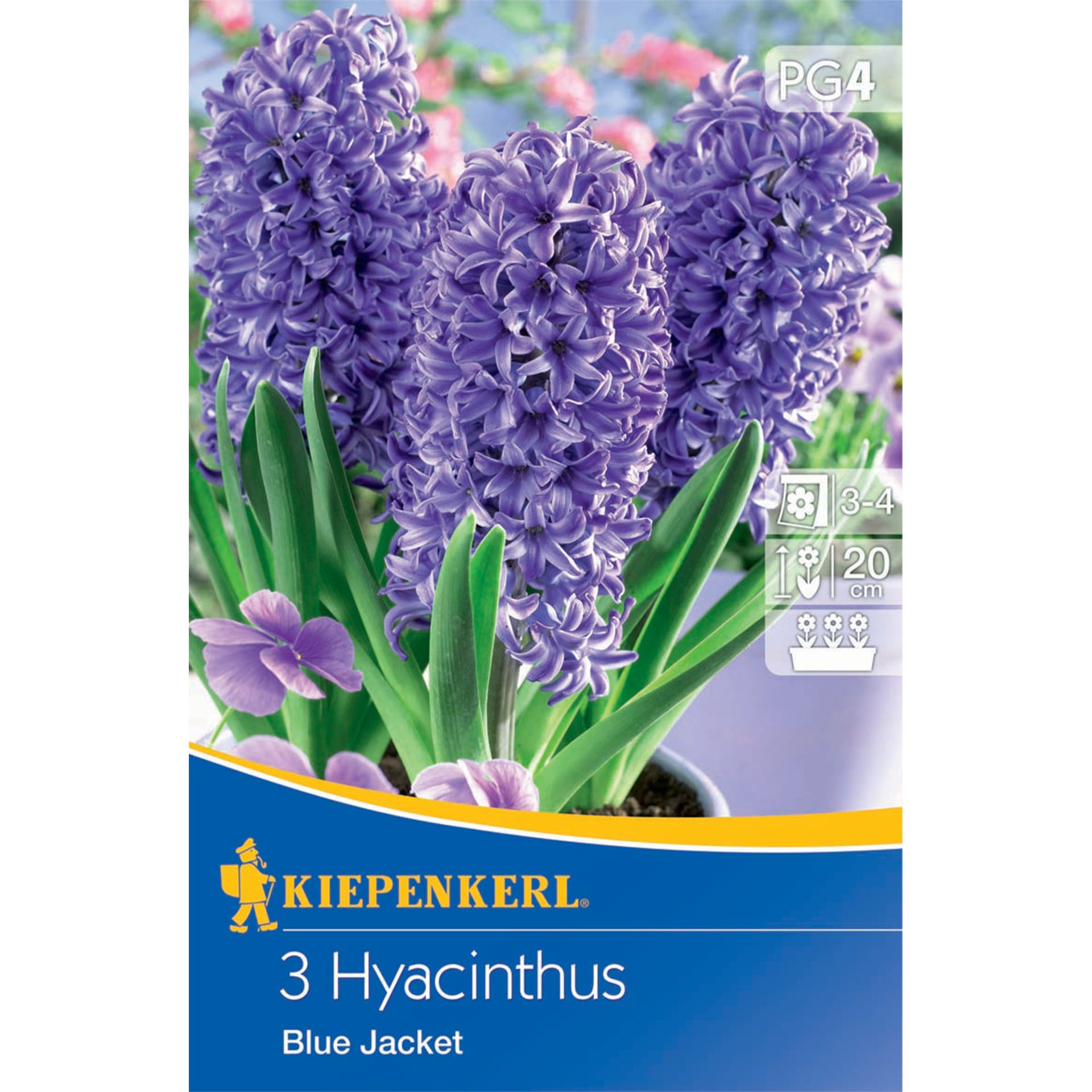 Hyacinthus "Blue Jacket"